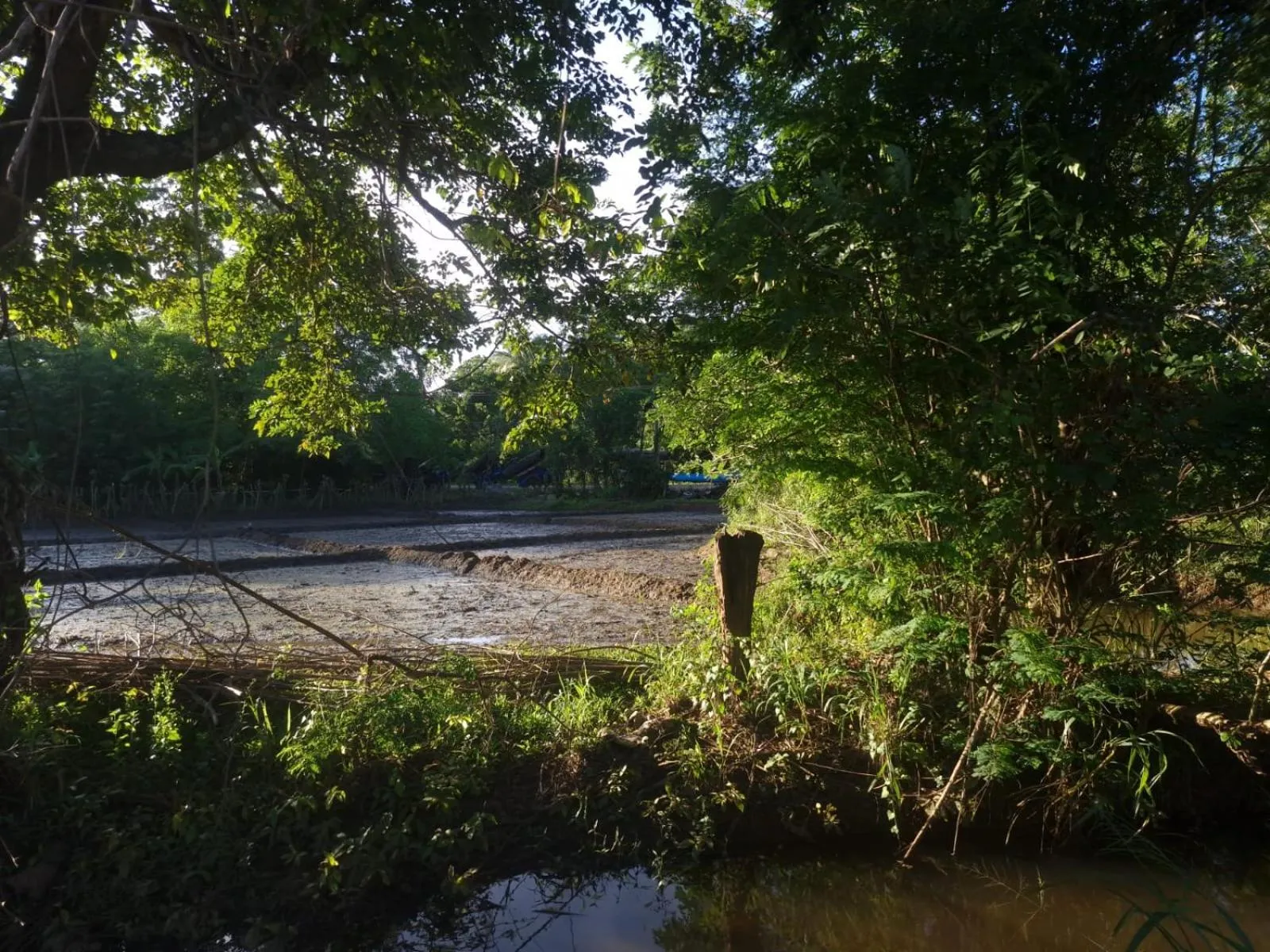 Natural landscape in Sigiriya Cottage
