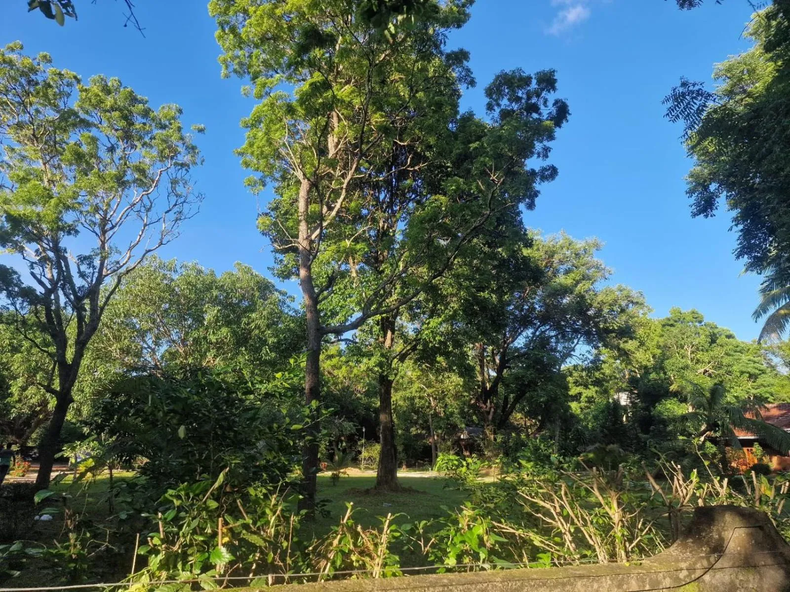 Garden view in Sigiriya Cottage
