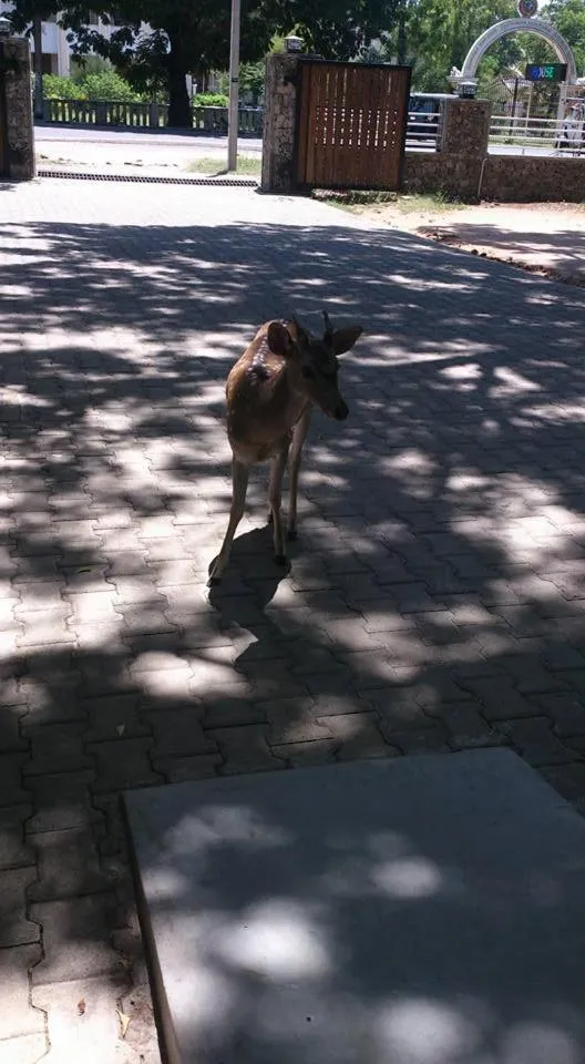 Pets in Trinco Rest House