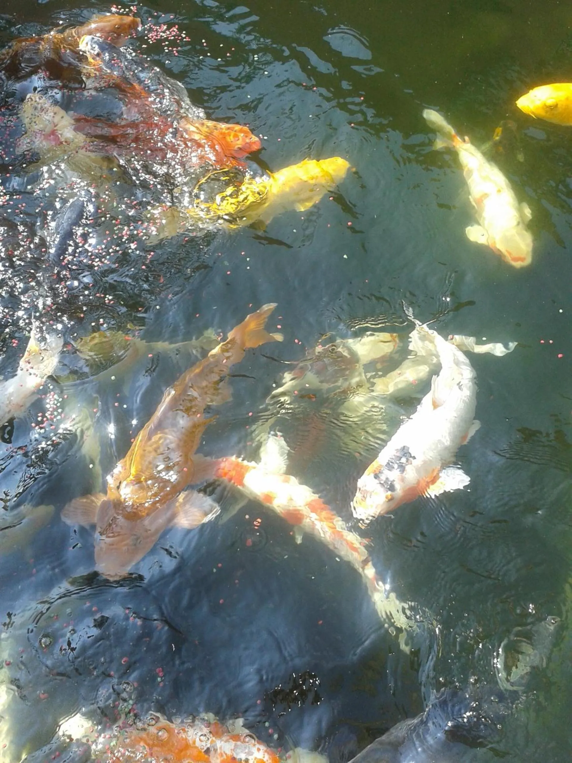 Animals in El Gran Chaparral Guest House