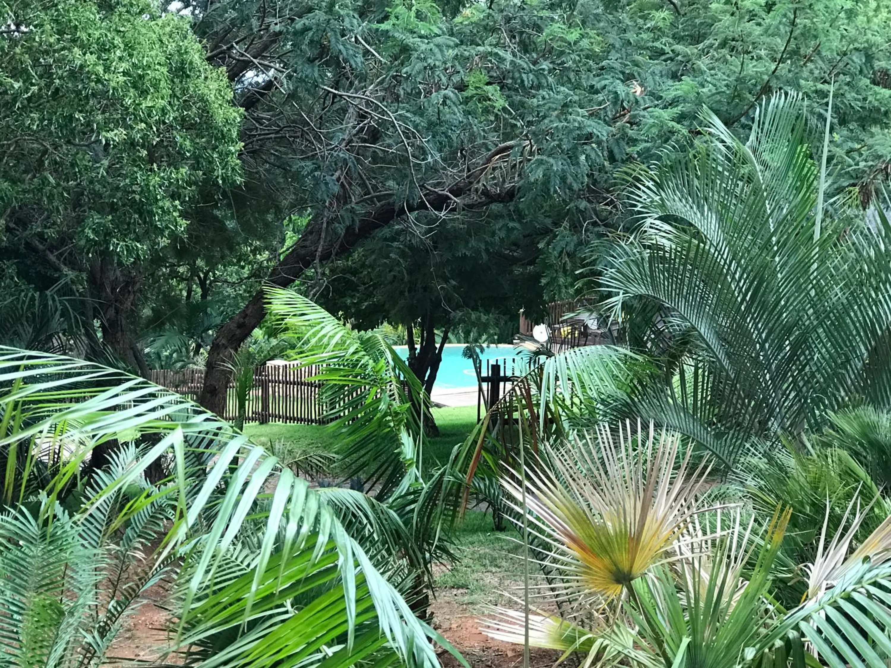 Pool view in Amafu Forest Lodge