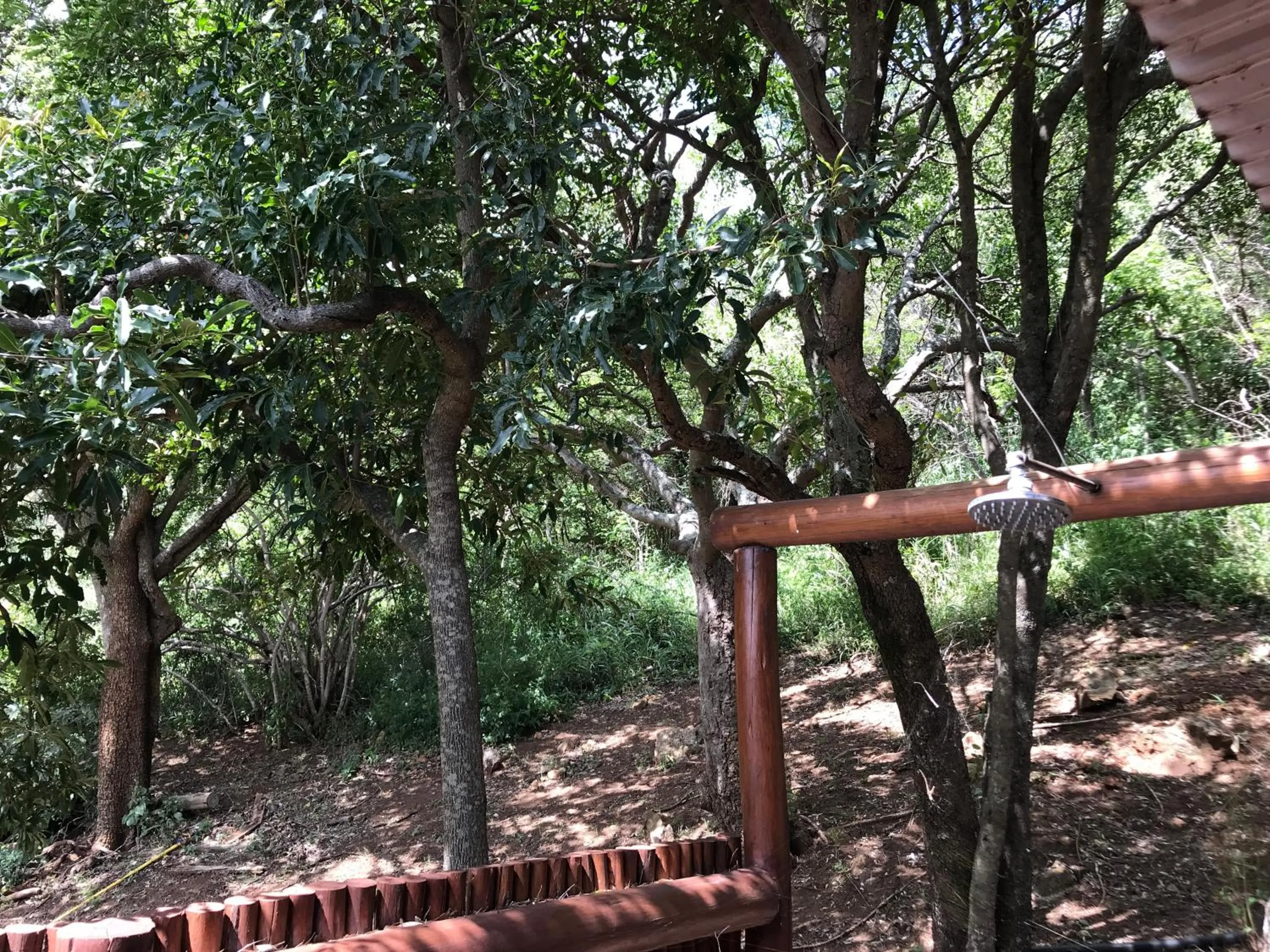 Garden in Amafu Forest Lodge