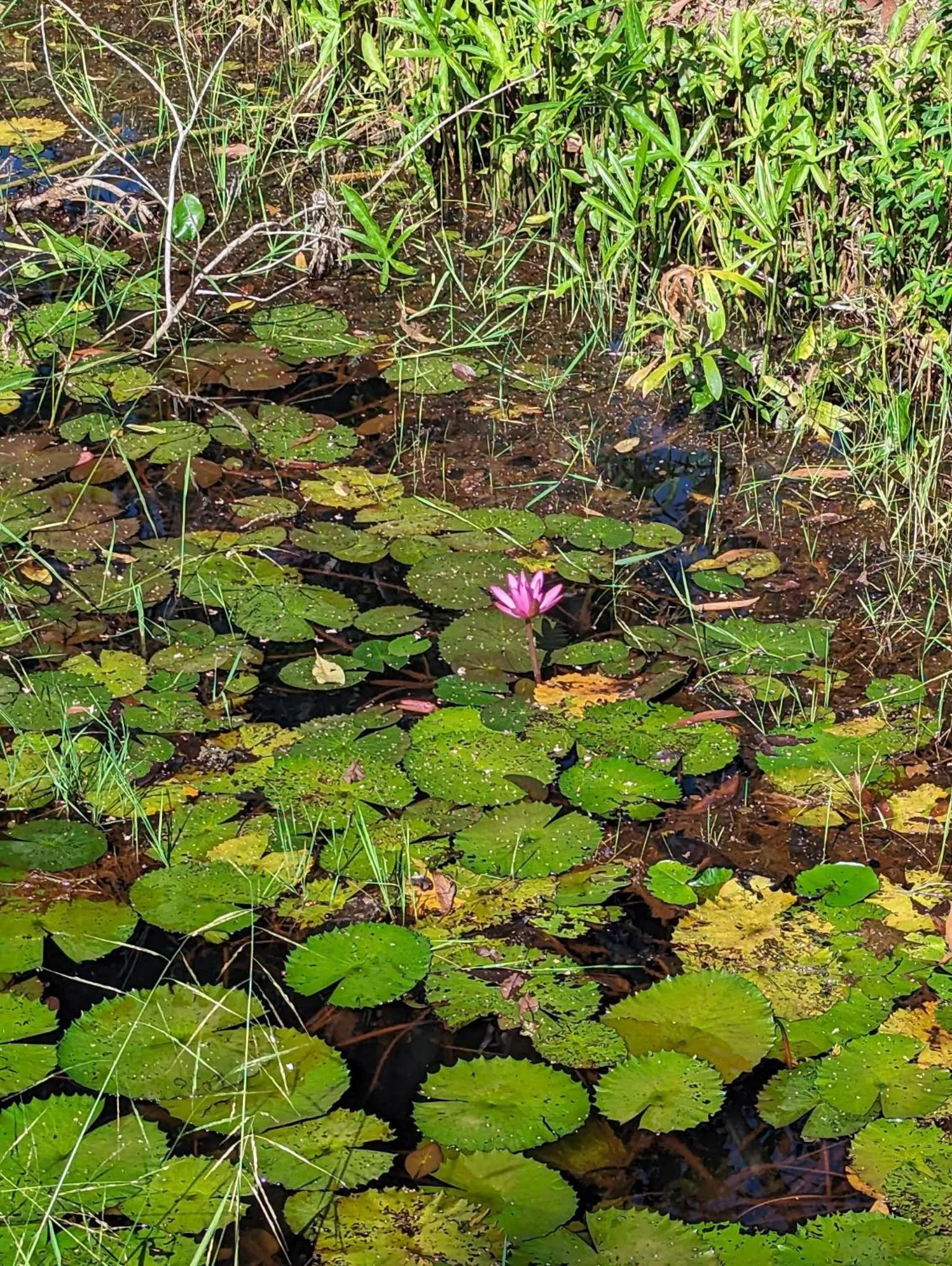 Garden in The River Retreat Koh Mak