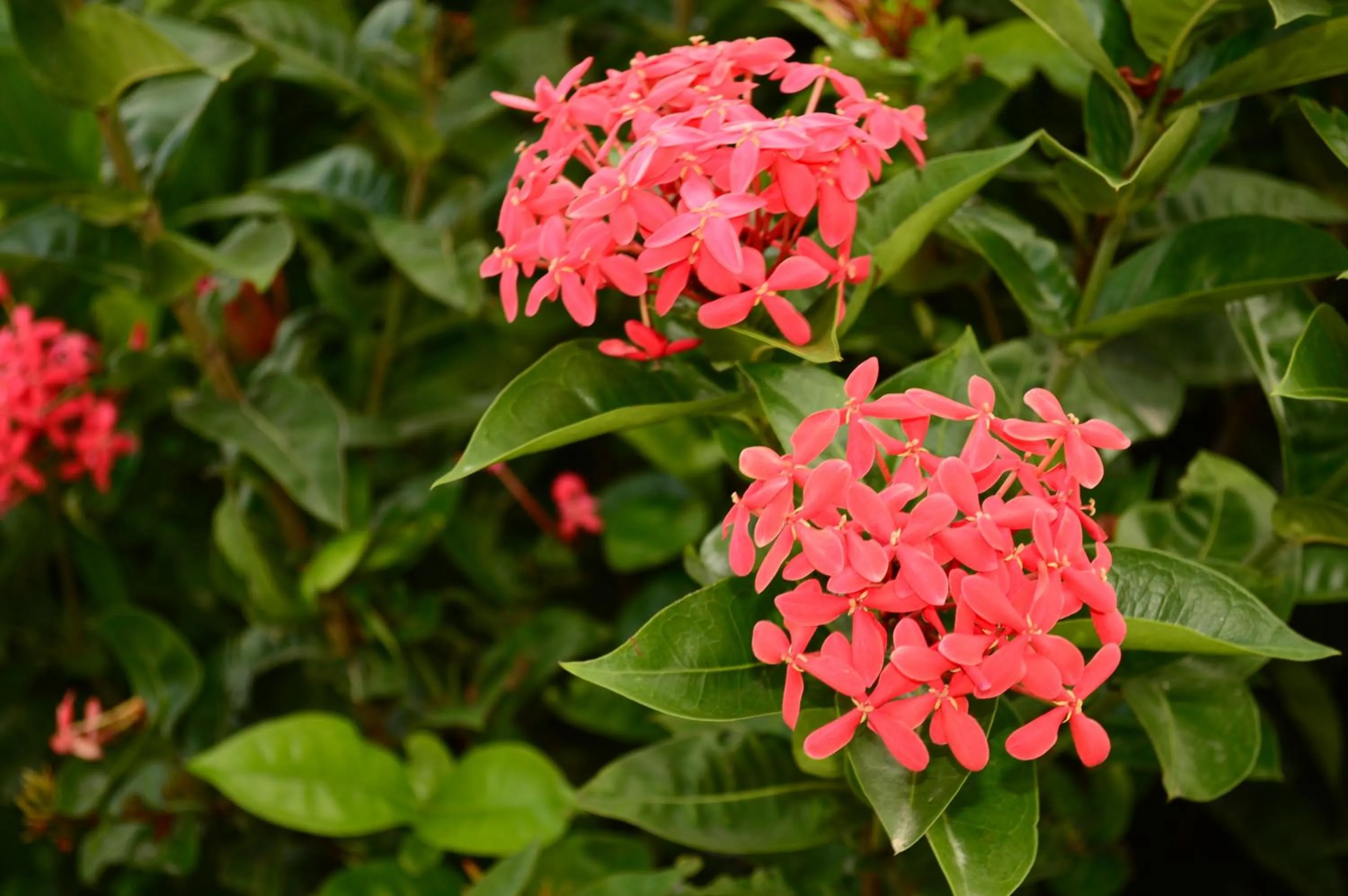 Garden in Adonai Hotel Boutique