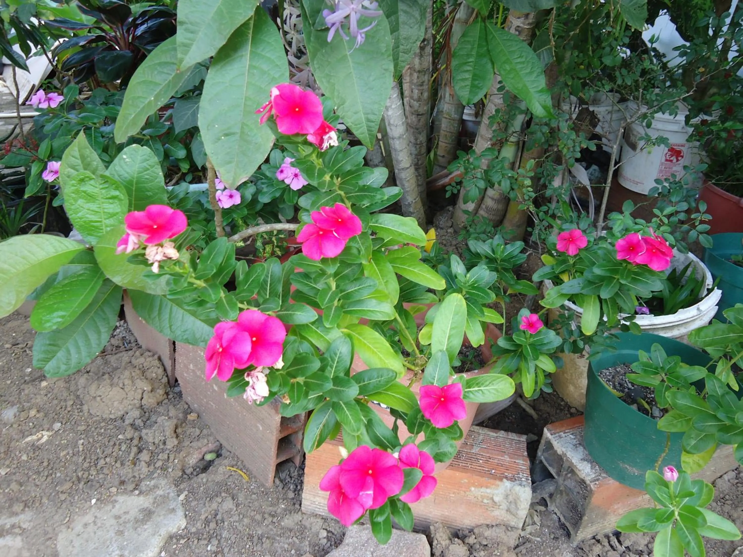 Garden in Posada Sunshine Paradise