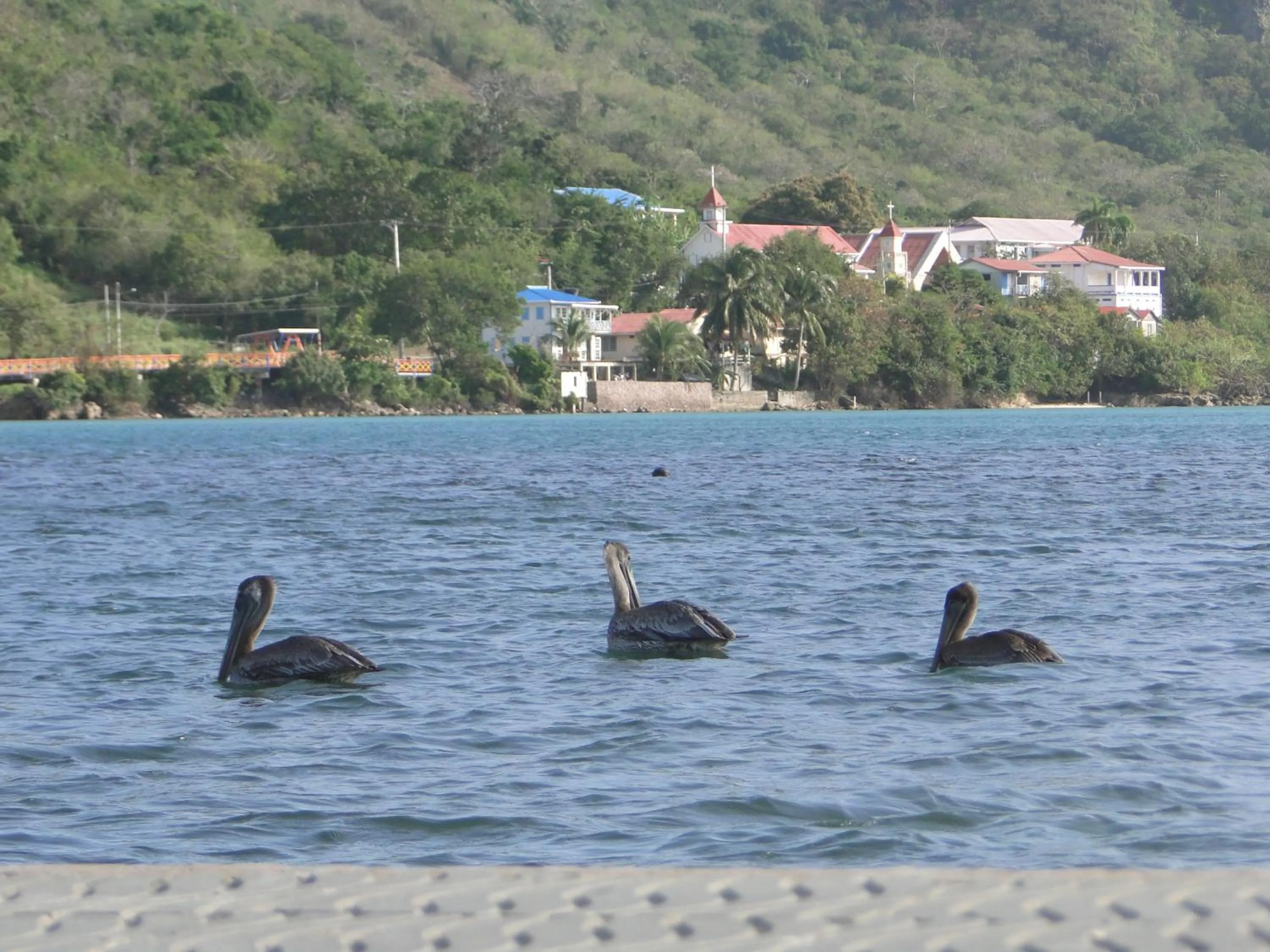 Animals in Posada Sunshine Paradise