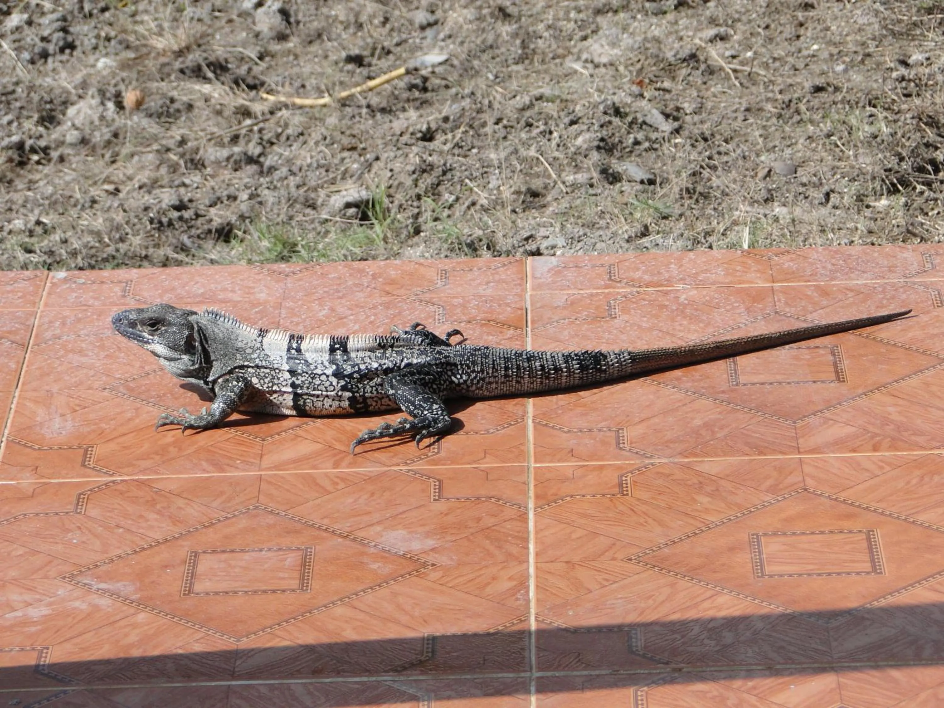 Animals in Posada Sunshine Paradise
