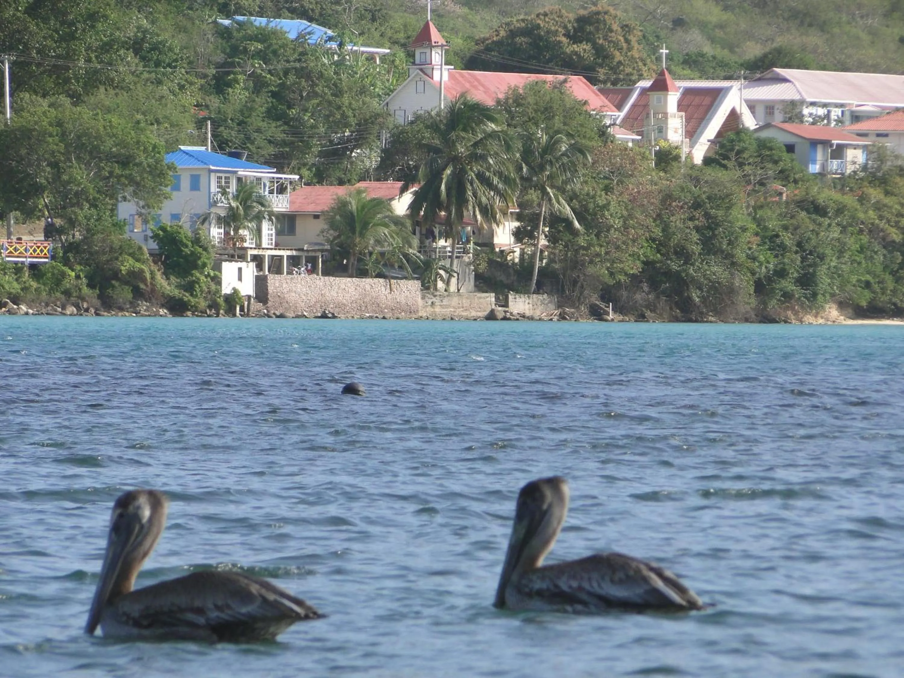 Animals in Posada Sunshine Paradise