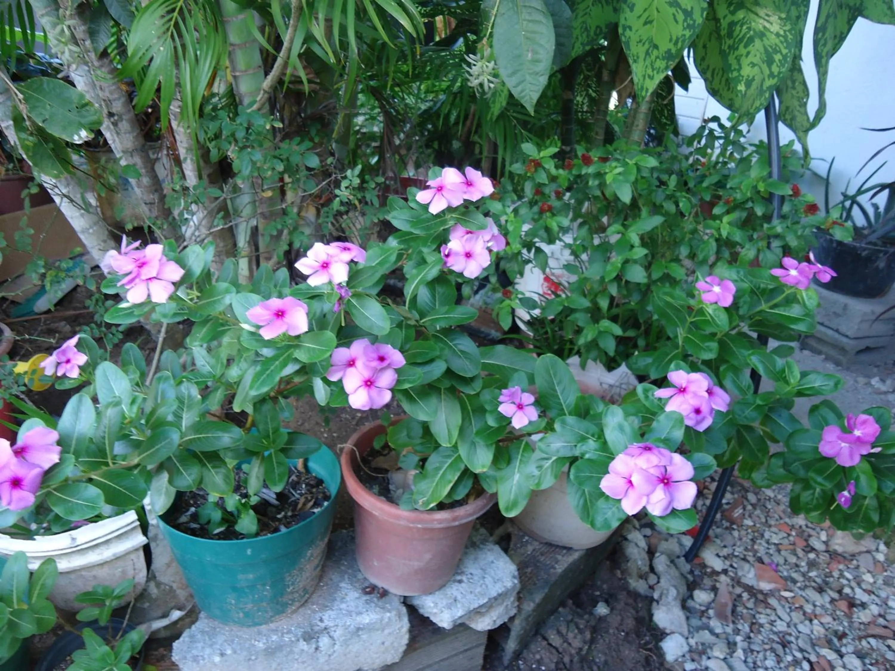Garden in Posada Sunshine Paradise
