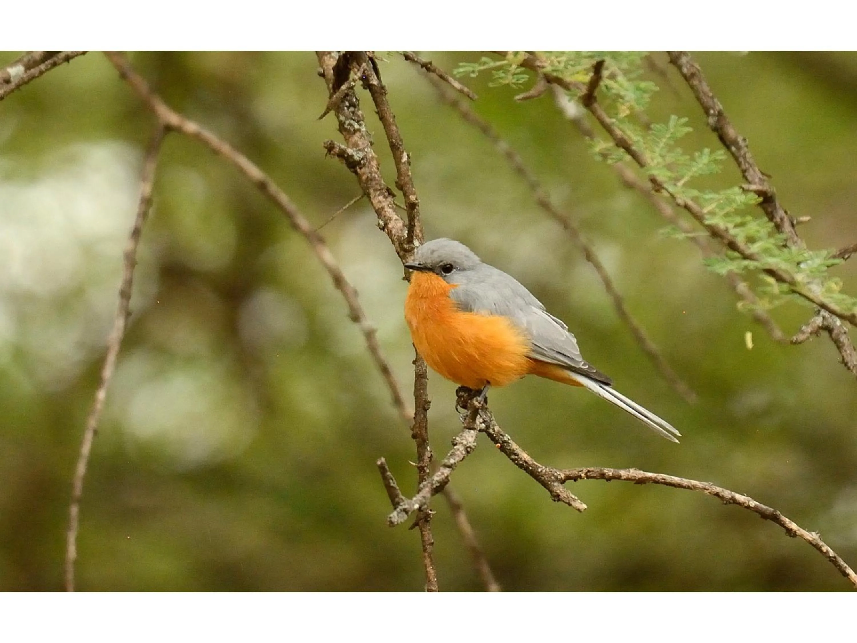 Day in Ikoma Bush Camp