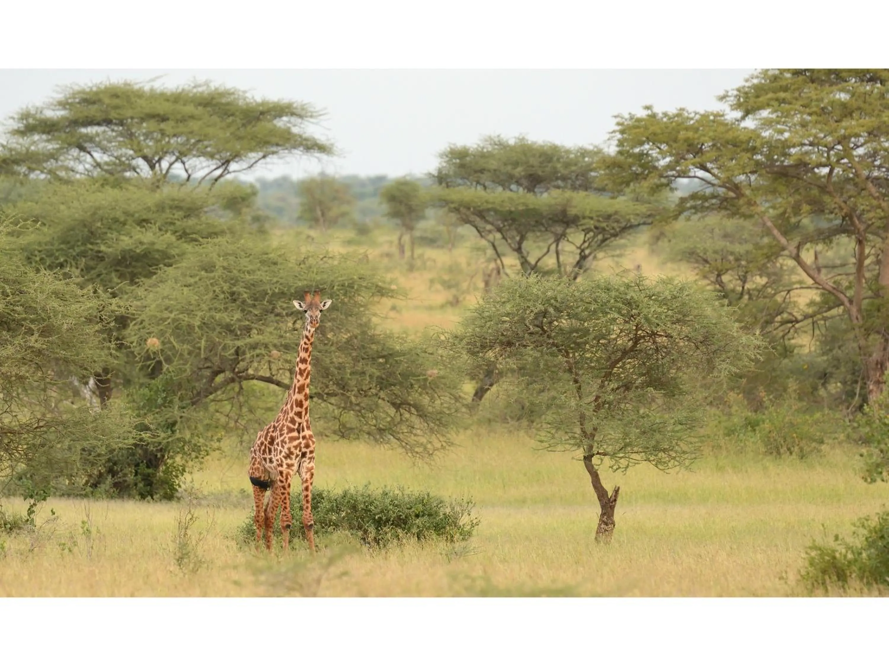 Day in Ikoma Bush Camp