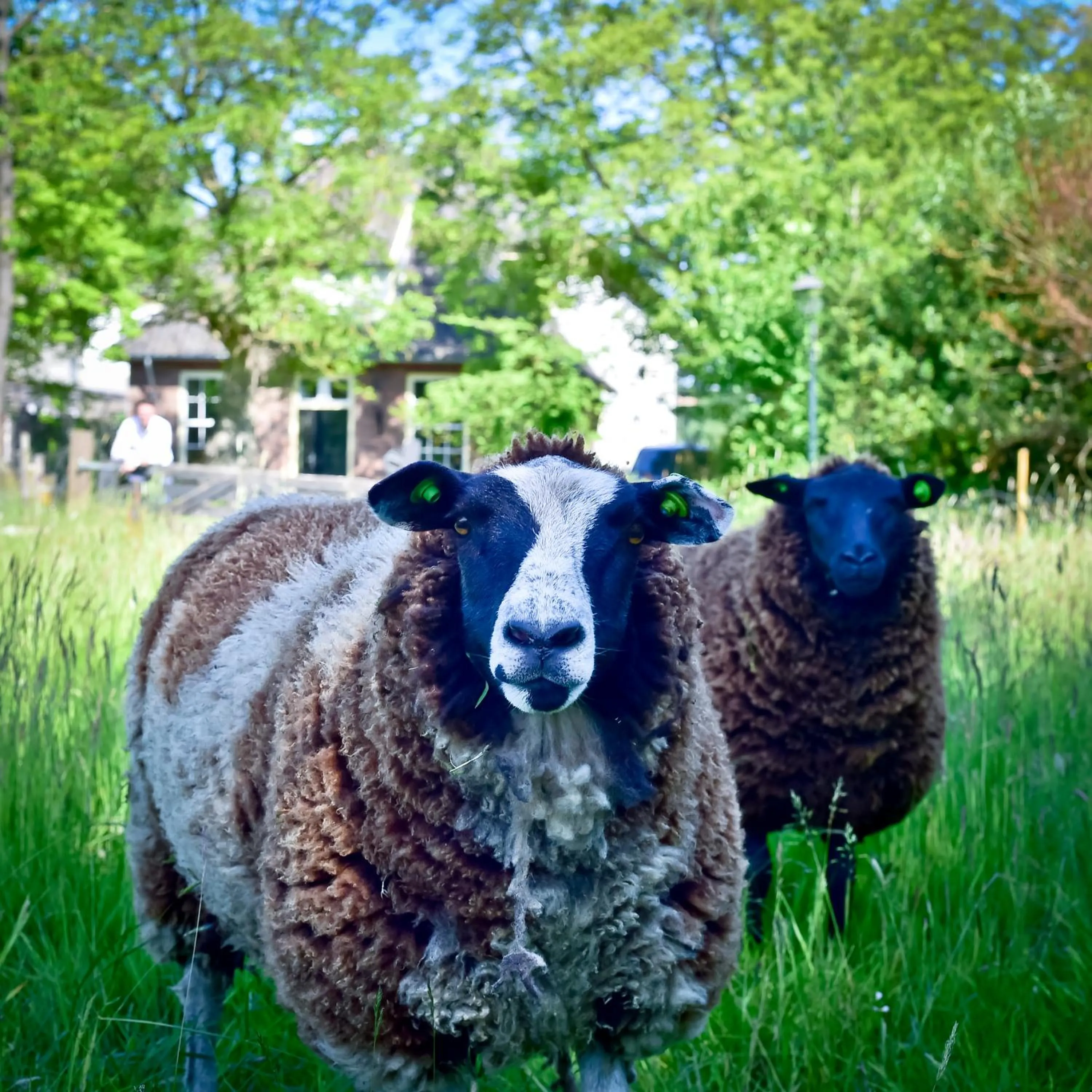 Garden in Landgoed Hotel & Restaurant Carelshaven