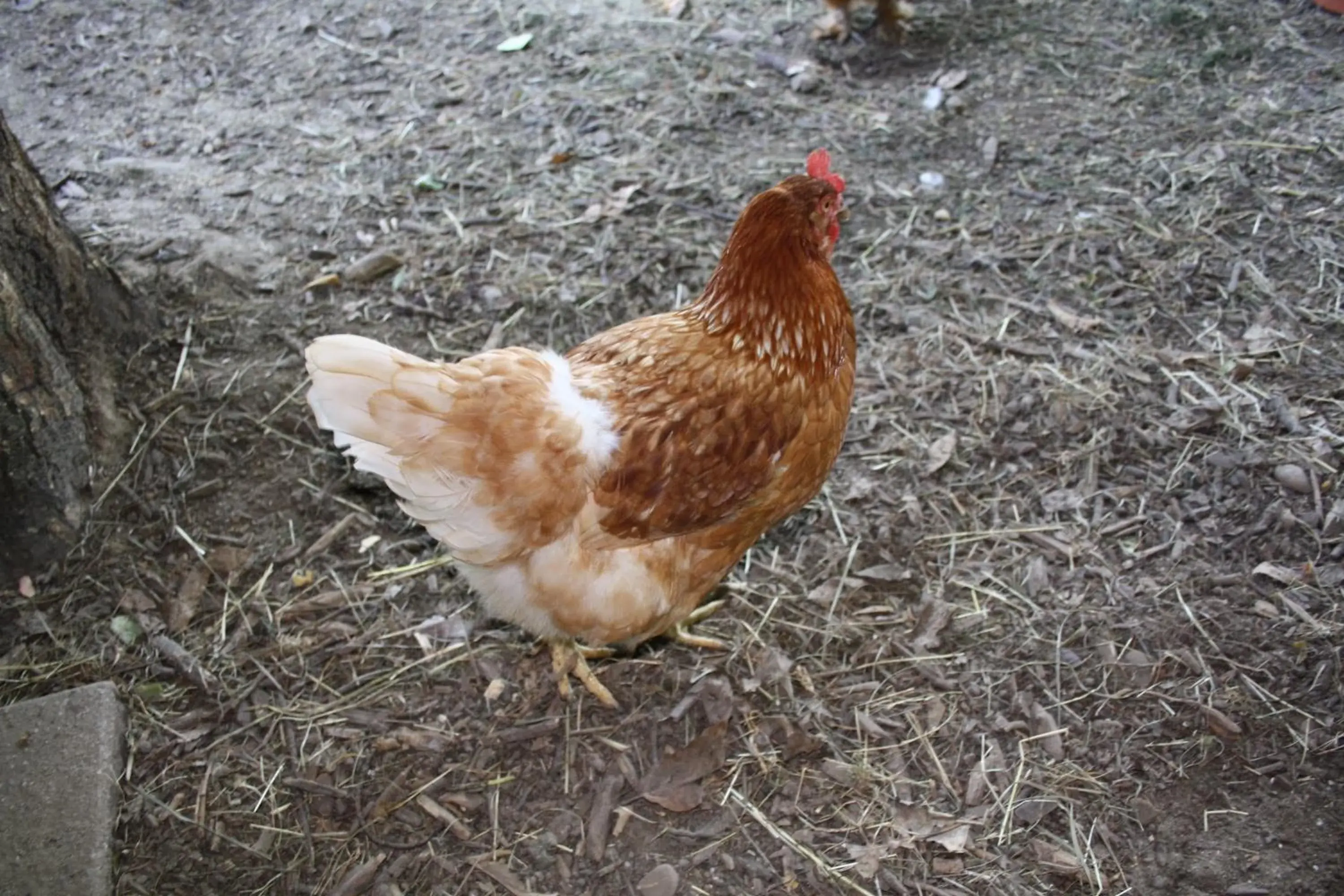 Holiday Home in Biedermeier Holiday Home in Biedermeier