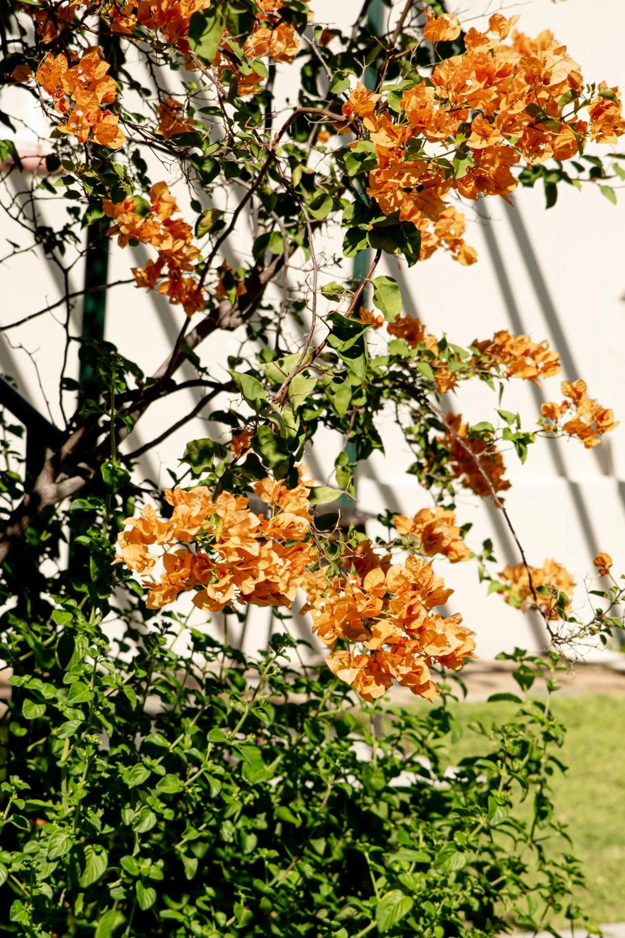 Garden in 4 Rothman Street B&B