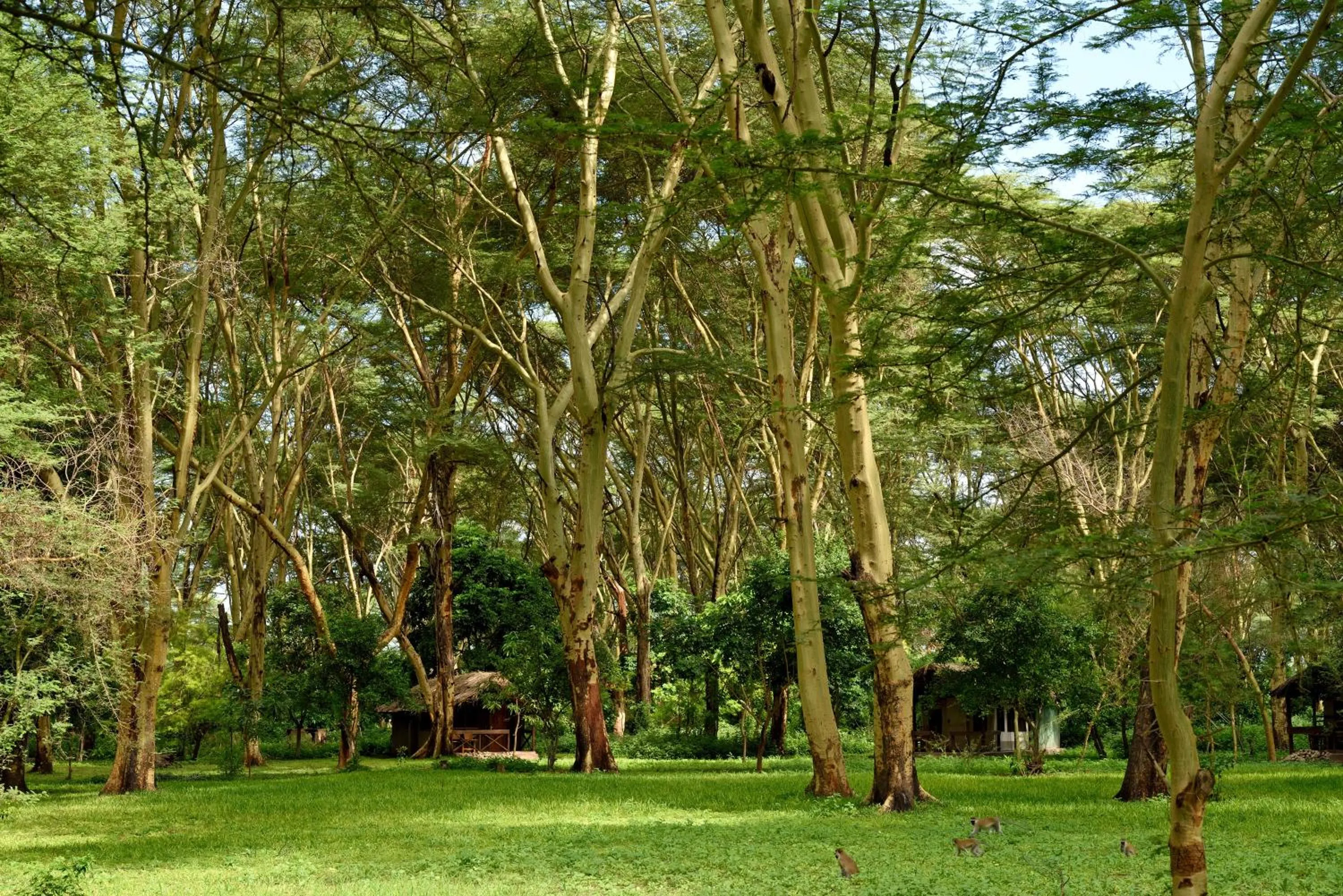 Spring in Migunga Tented Camp