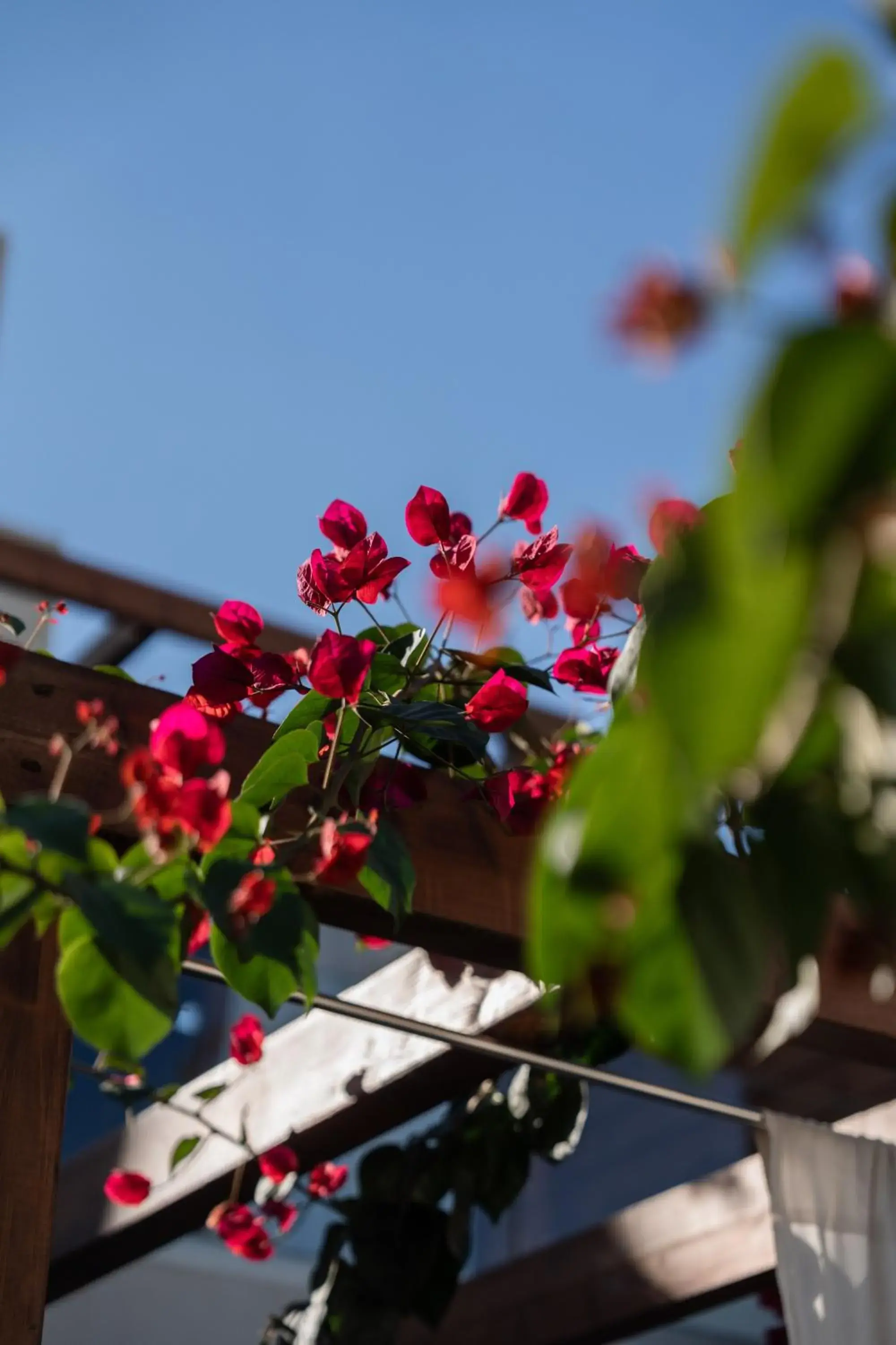 Garden view in VAYA Suites by Omilos Hotels Garden view in VAYA Suites by Omilos Hotels