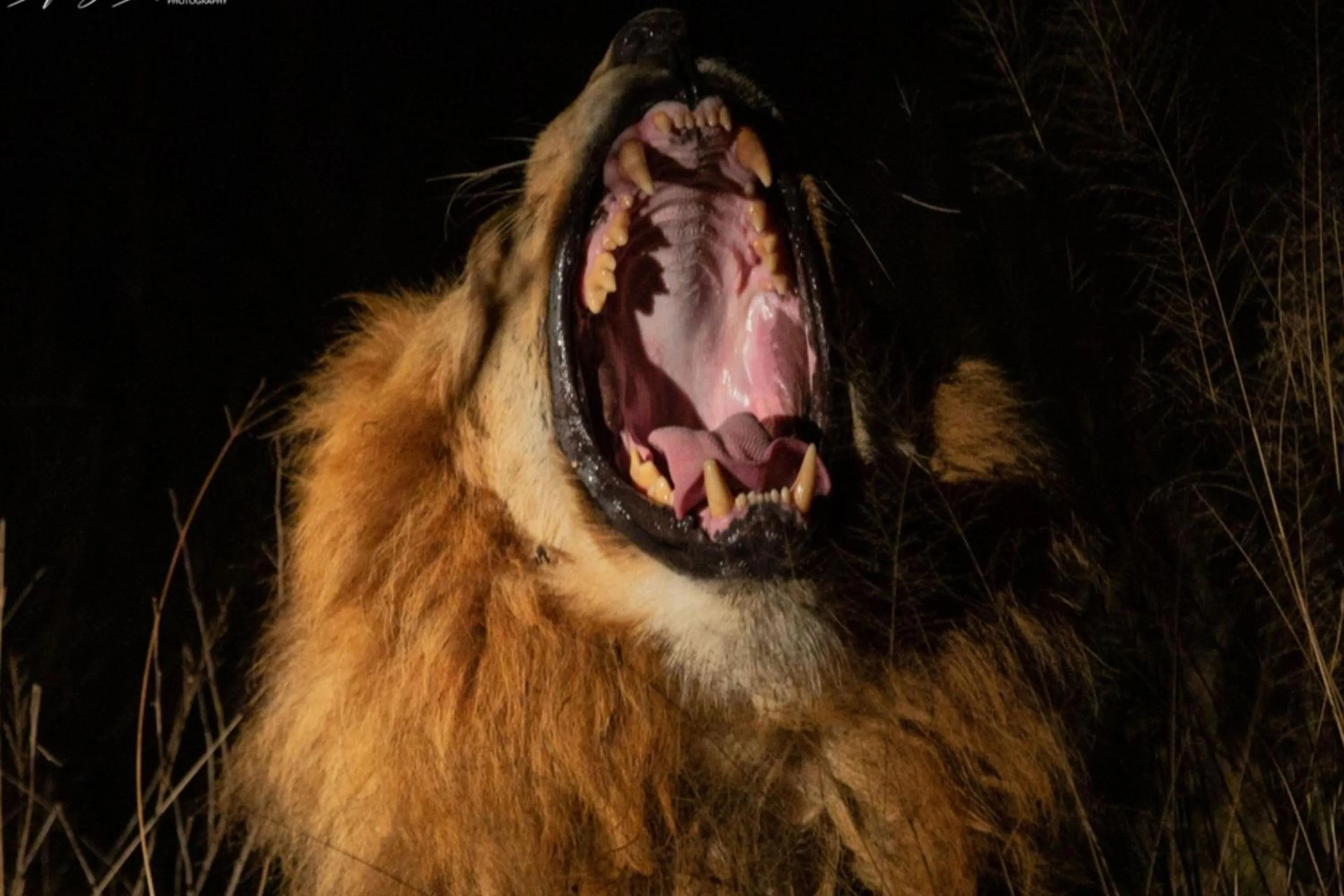 Other in Leopard Sands Kruger Park