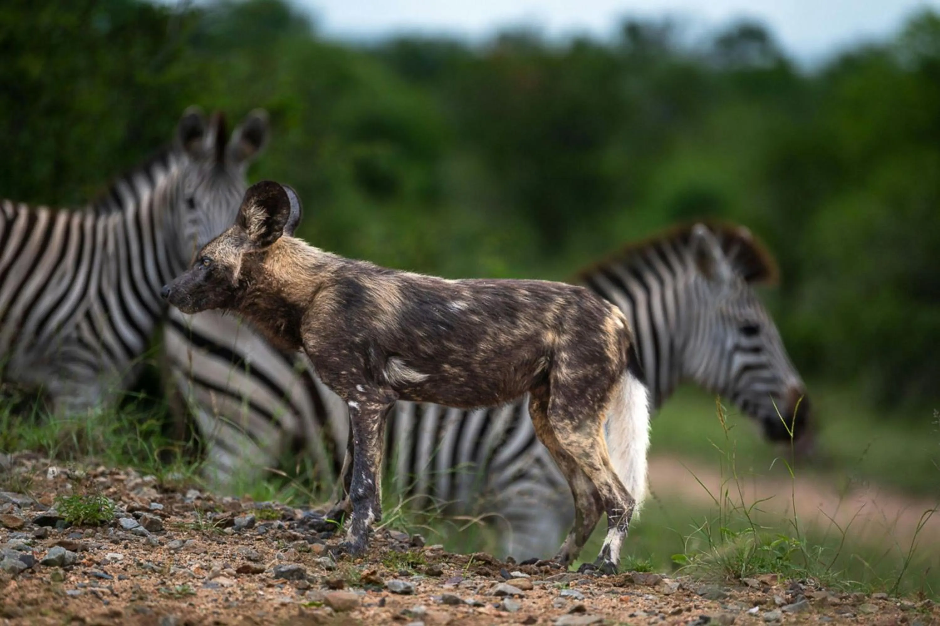 Other in Leopard Sands Kruger Park