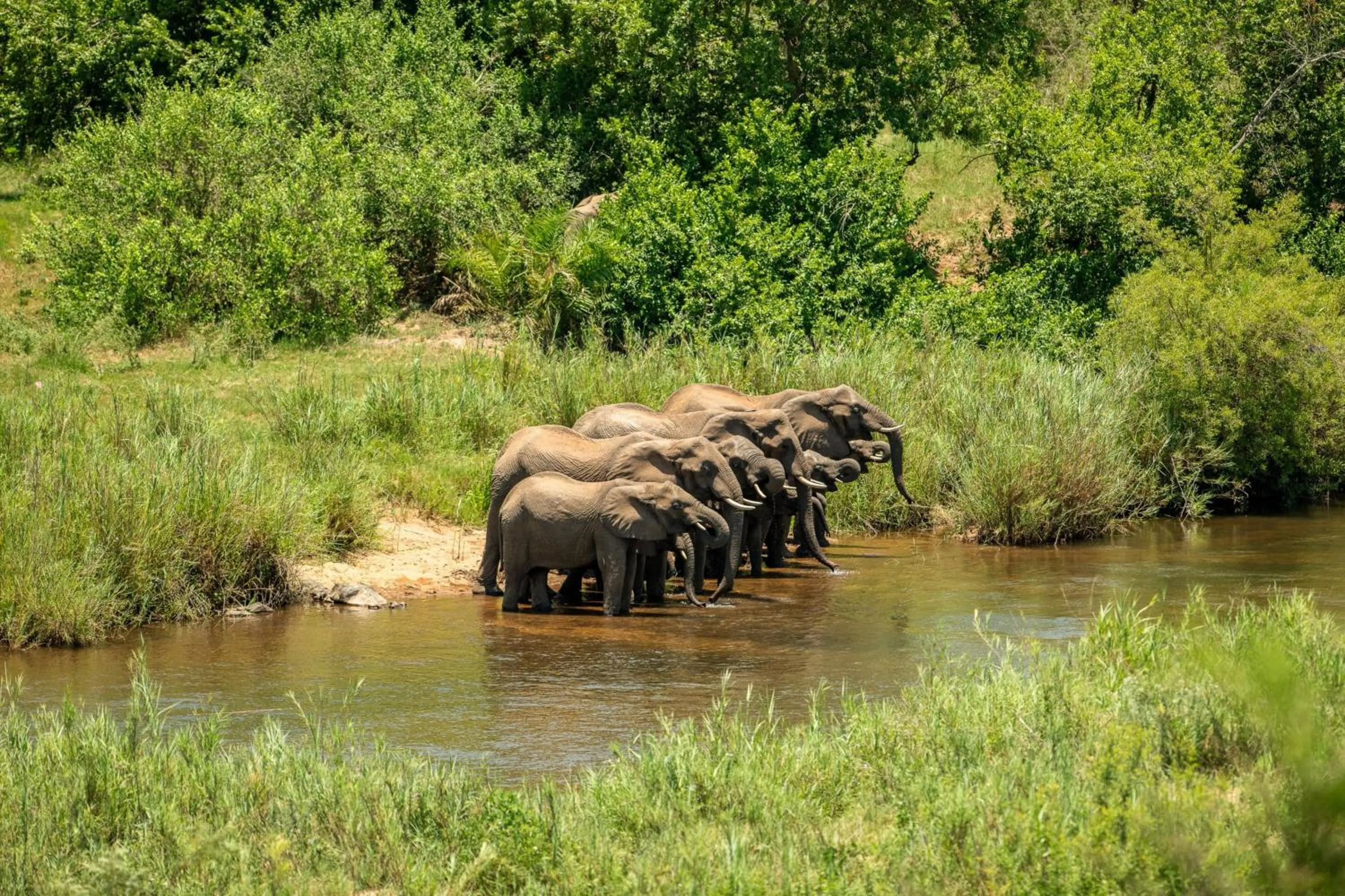 Other in Leopard Sands Kruger Park