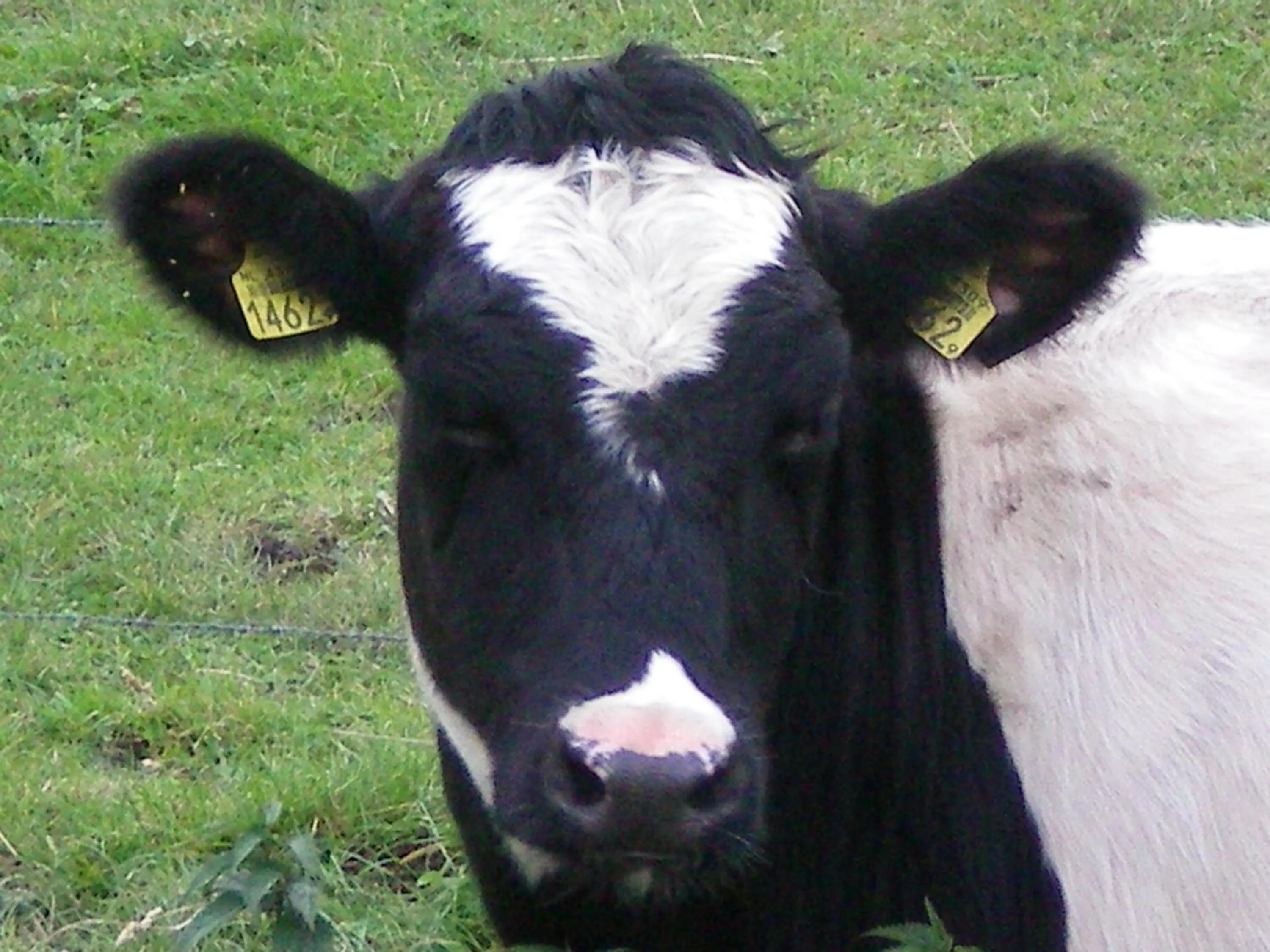 Animals in Motel Koolen