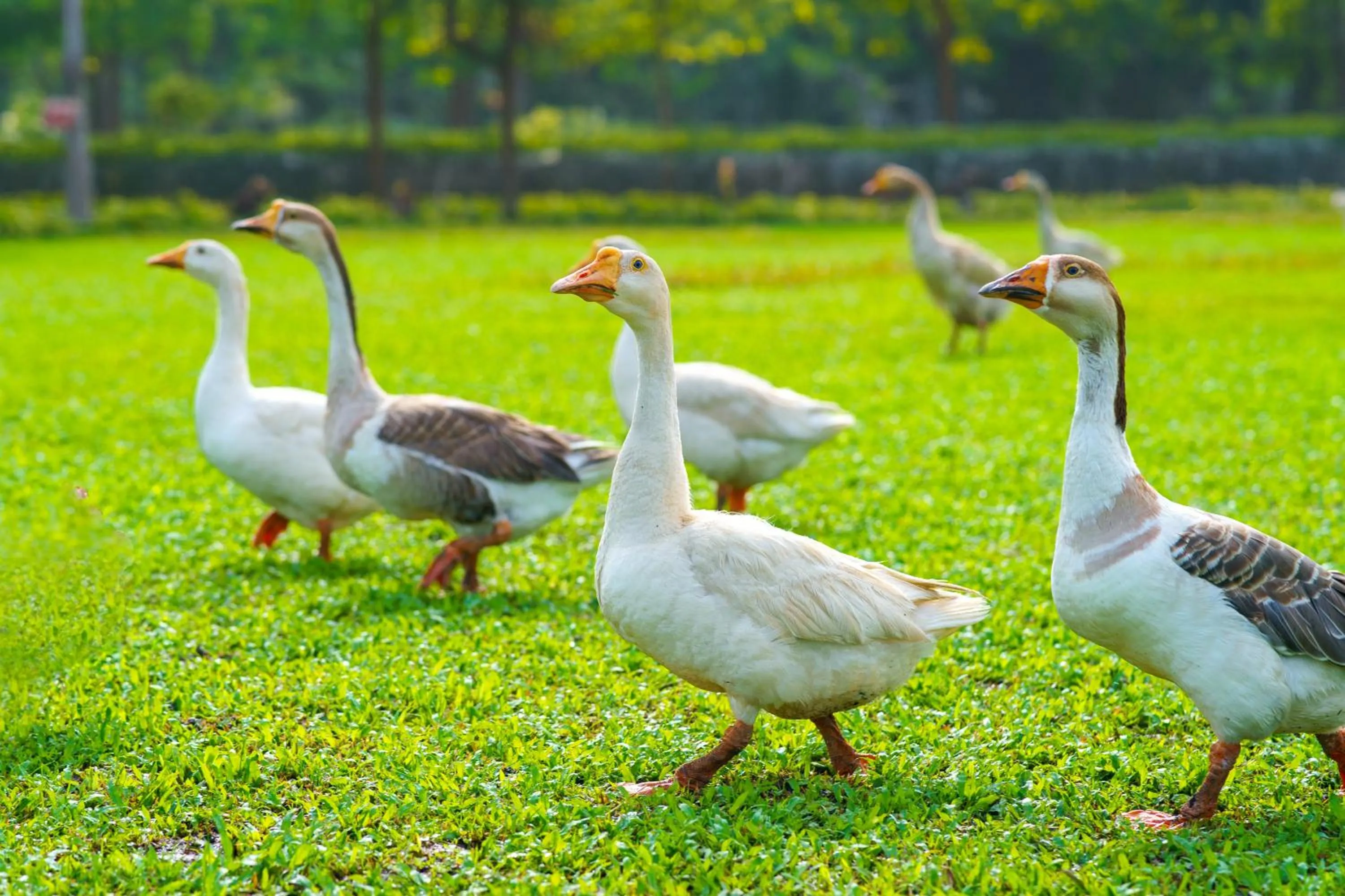 Other Animals in Hudson Hotels