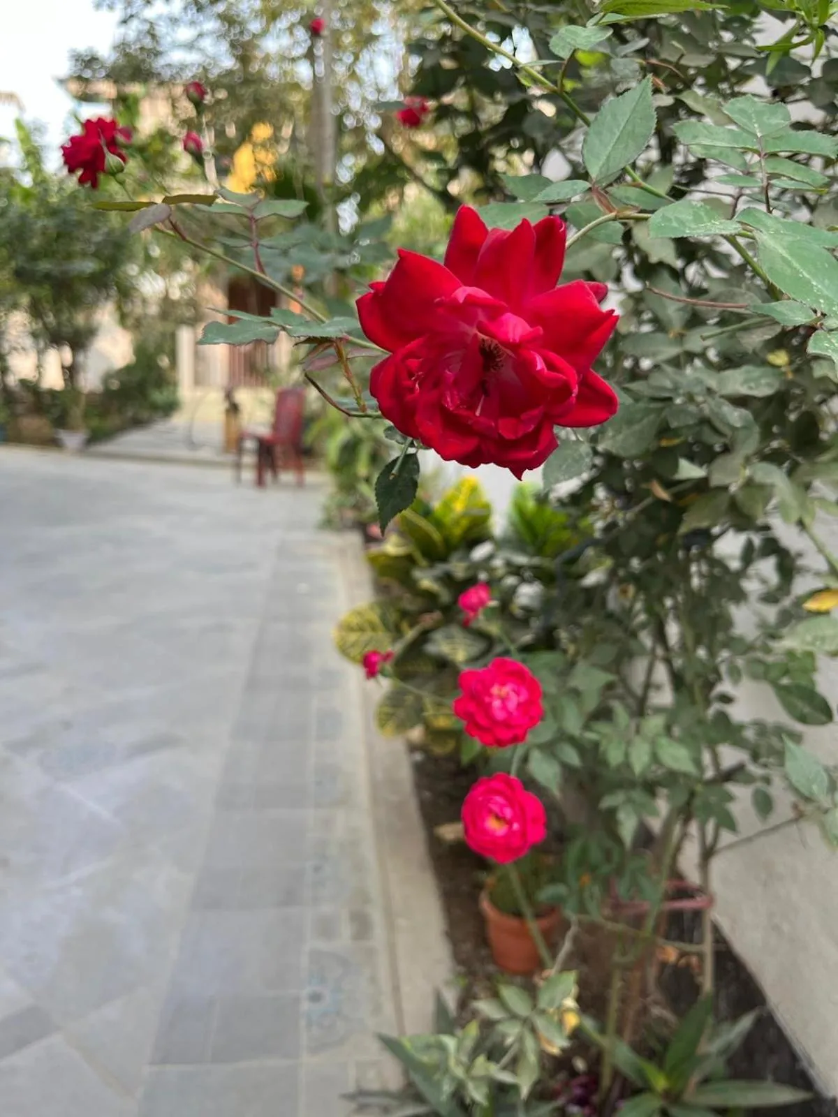 Garden in Amazing Homestay