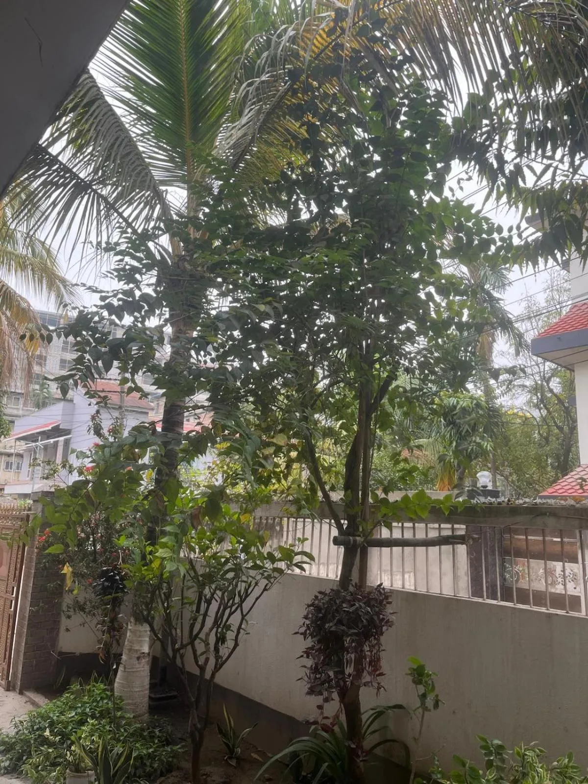 Garden in Amazing Homestay