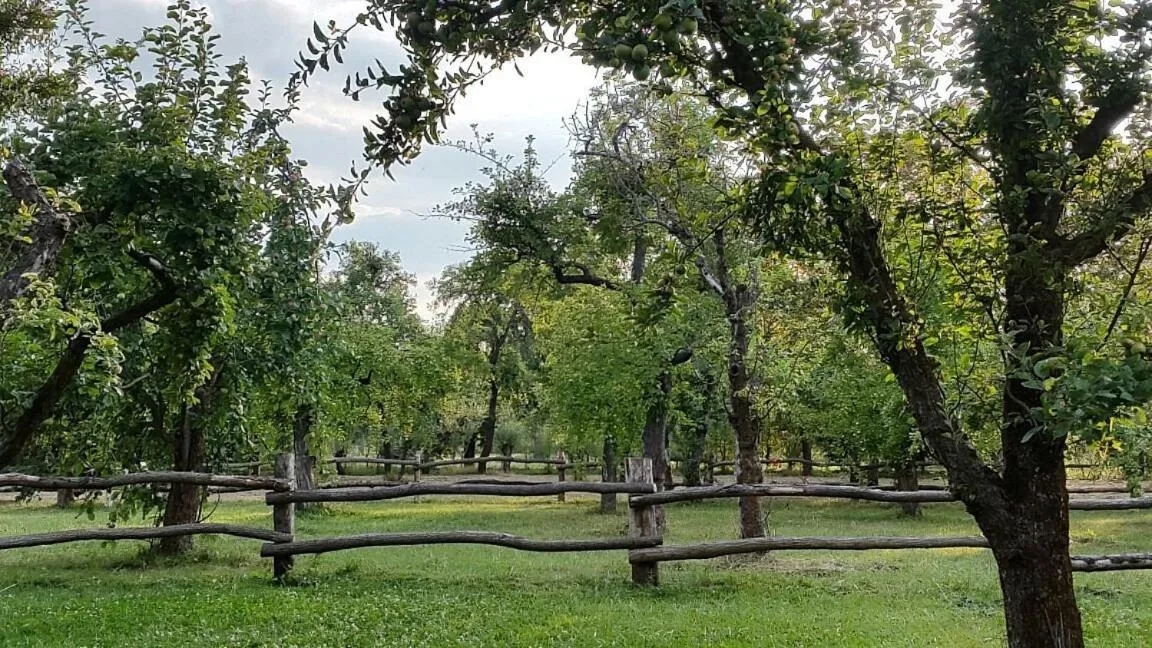 Garden in Augustusgabe Barby