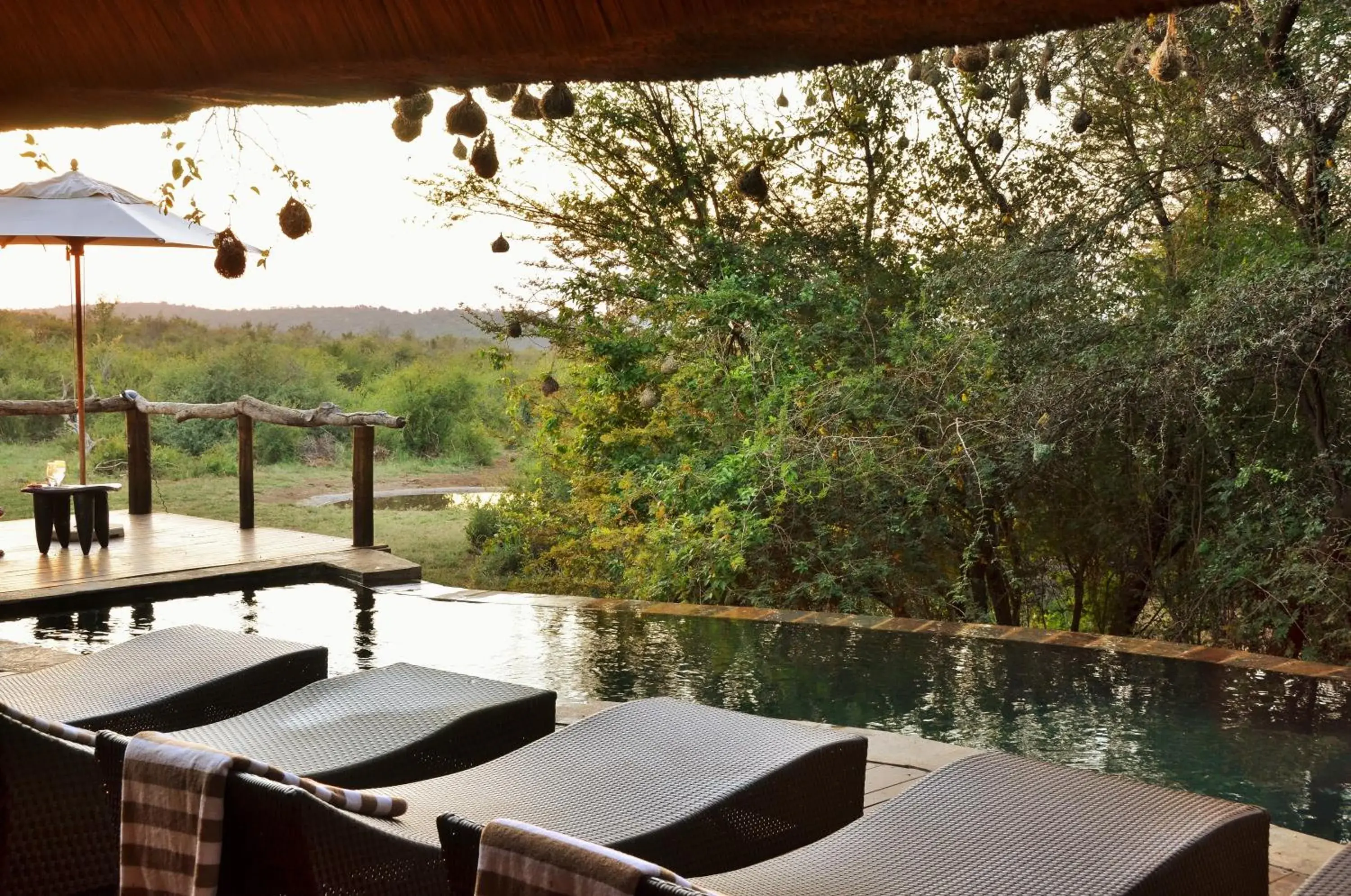Pool view in Motswiri Private Safari Lodge Pool view in Motswiri Private Safari Lodge