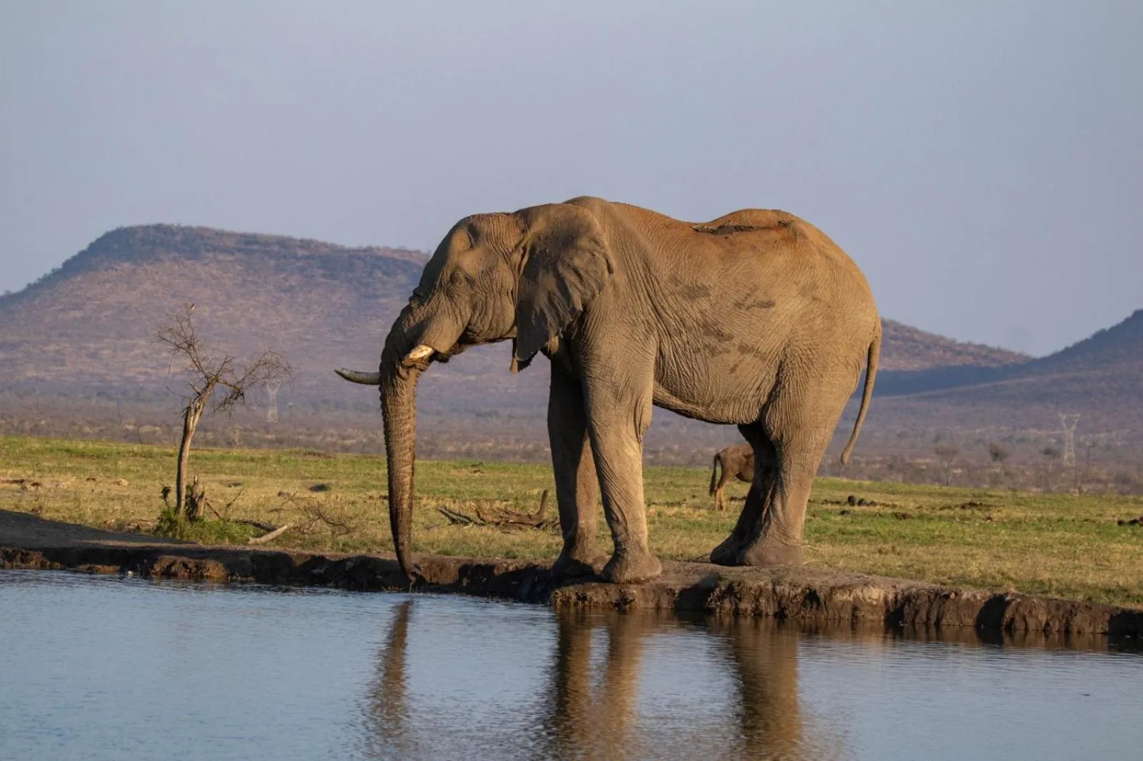 Animals in Motswiri Private Safari Lodge