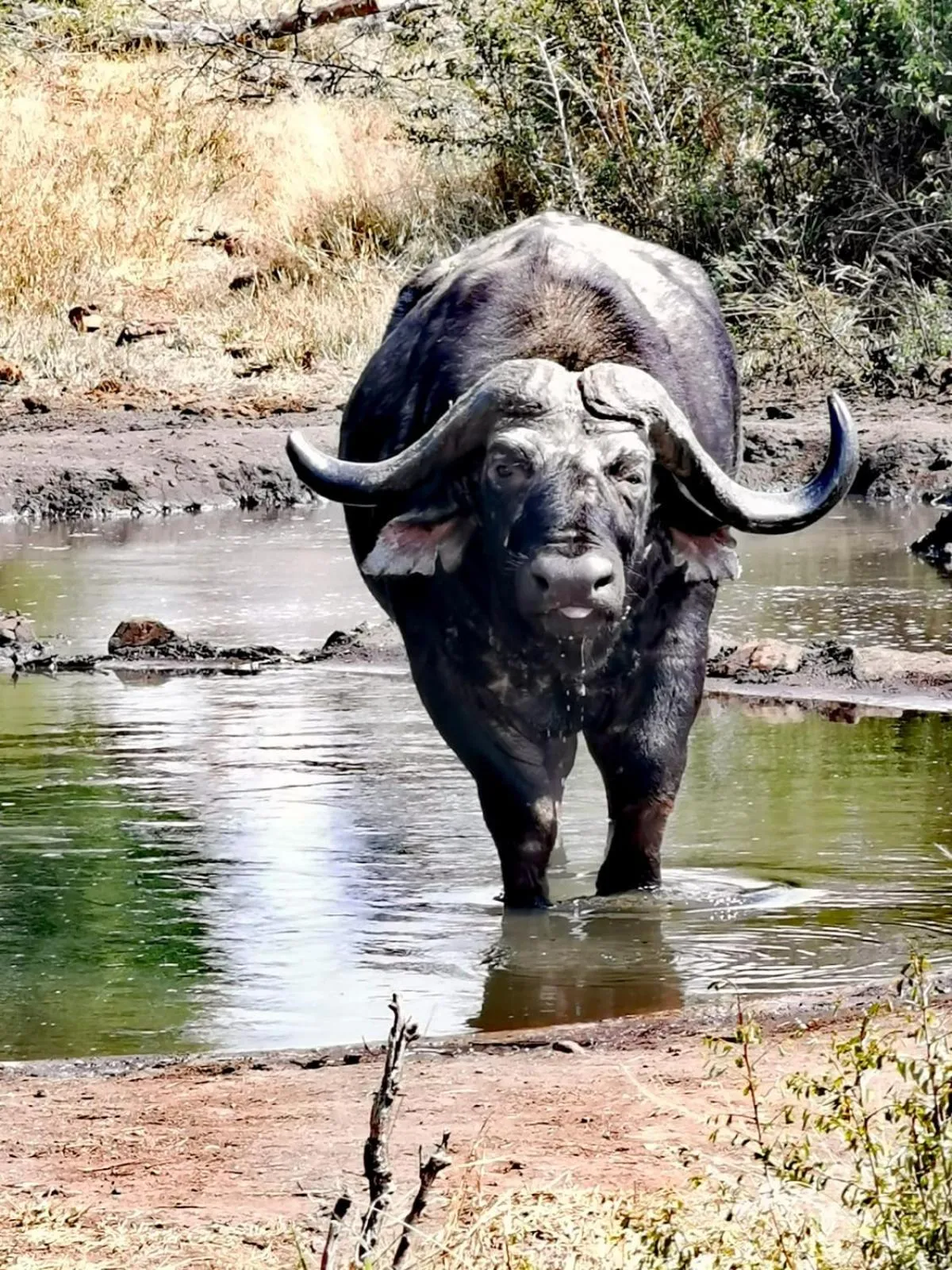 Animals in Motswiri Private Safari Lodge