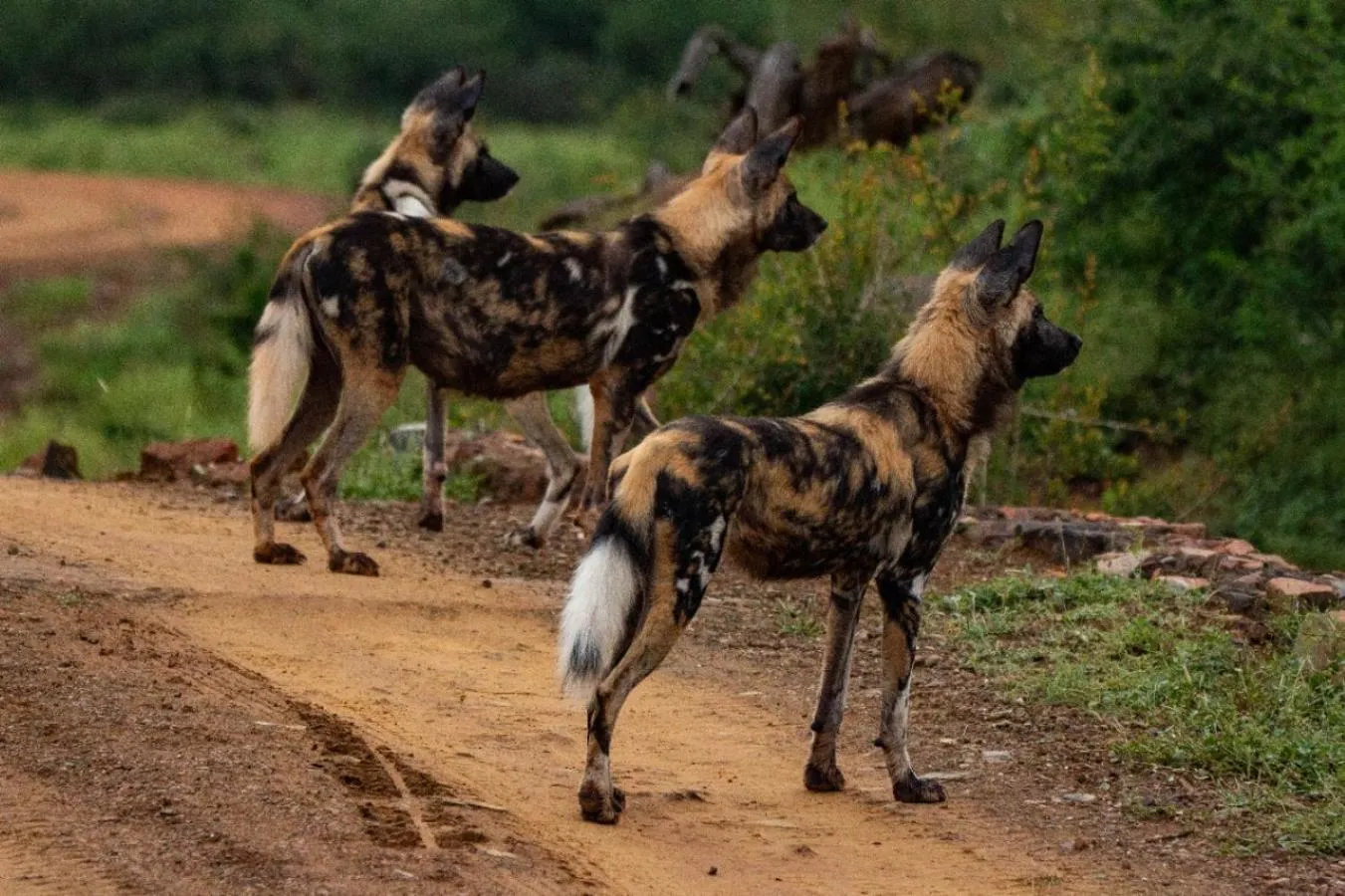 Animals in Motswiri Private Safari Lodge