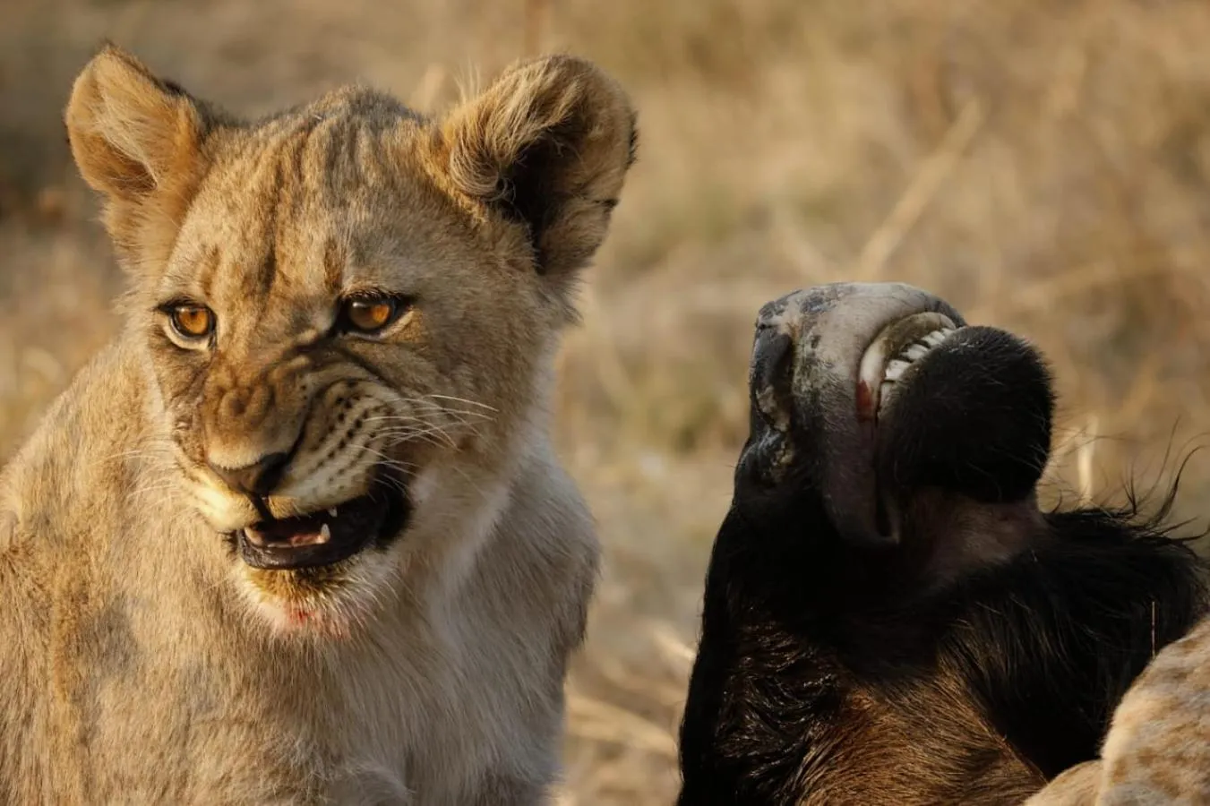 Animals in Motswiri Private Safari Lodge