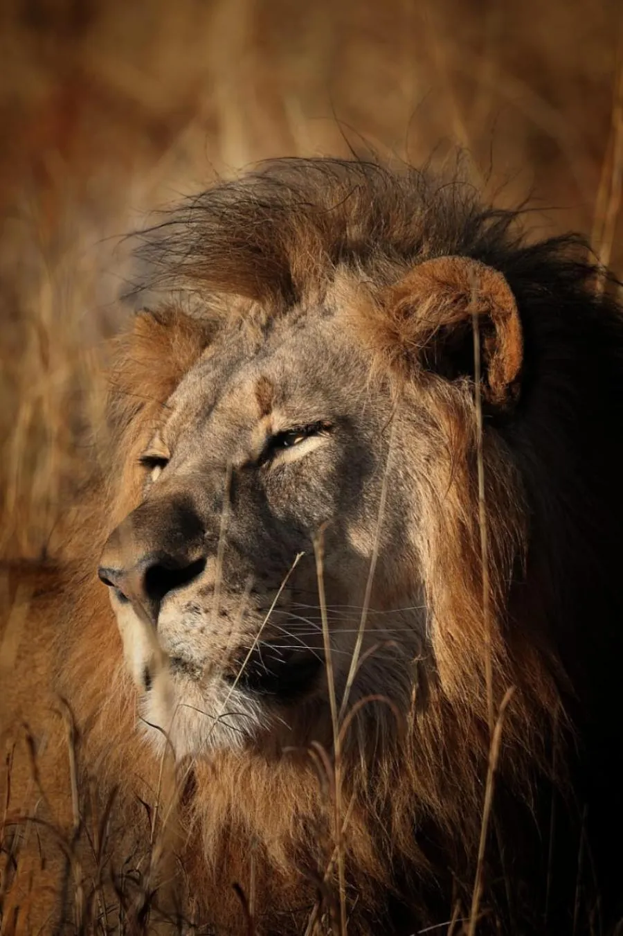 Animals in Motswiri Private Safari Lodge