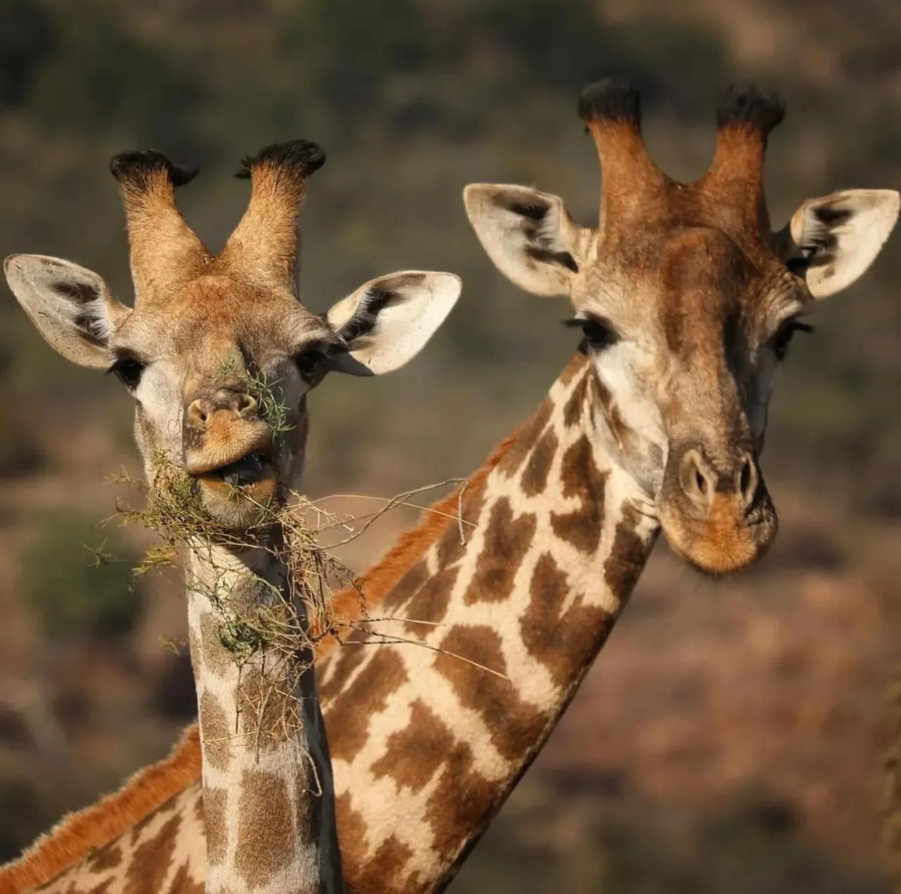 Animals in Motswiri Private Safari Lodge