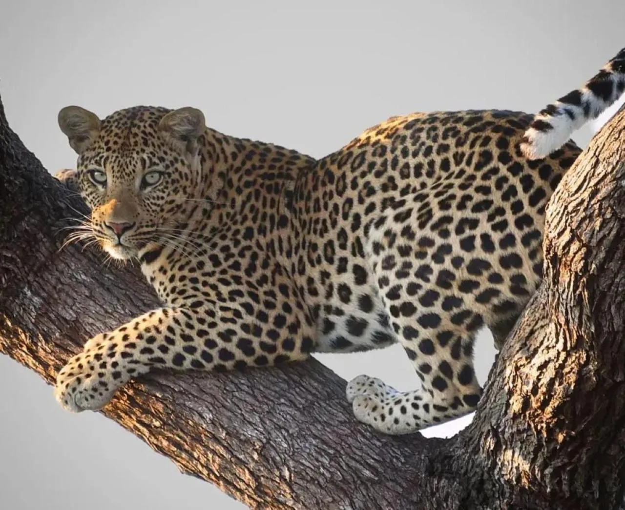 Animals in Motswiri Private Safari Lodge