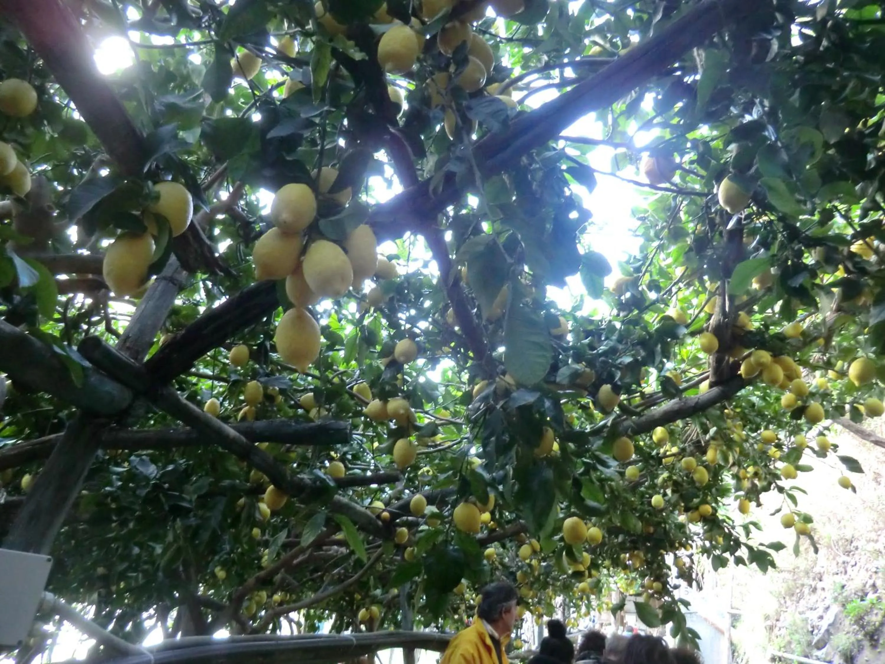Food close-up in Agriturismo Mare e Monti