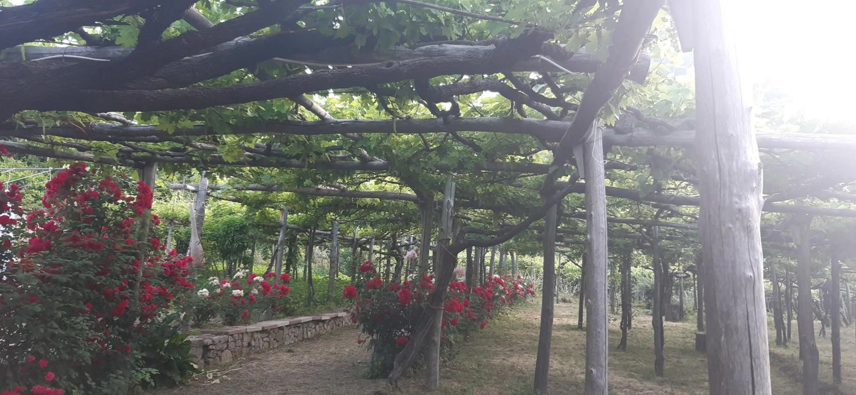 Garden view in Agriturismo Mare e Monti