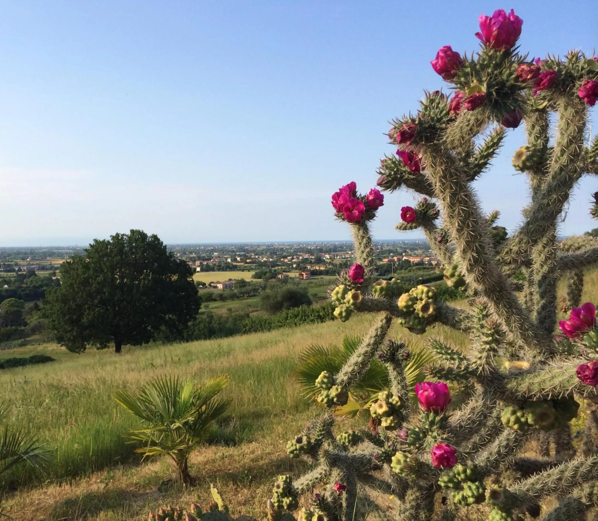 Natural landscape in Villa Dell' Artista - Villa Anna