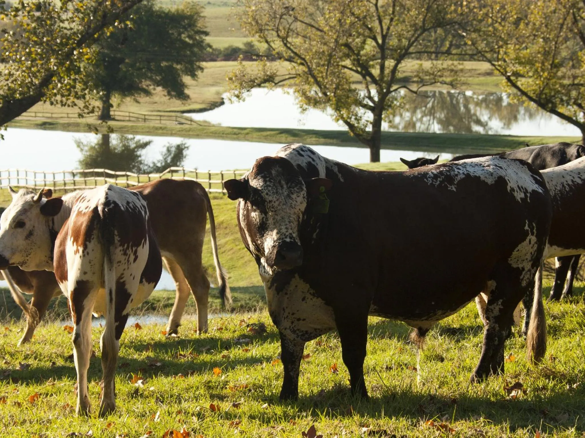 Animals in Whispering Waters