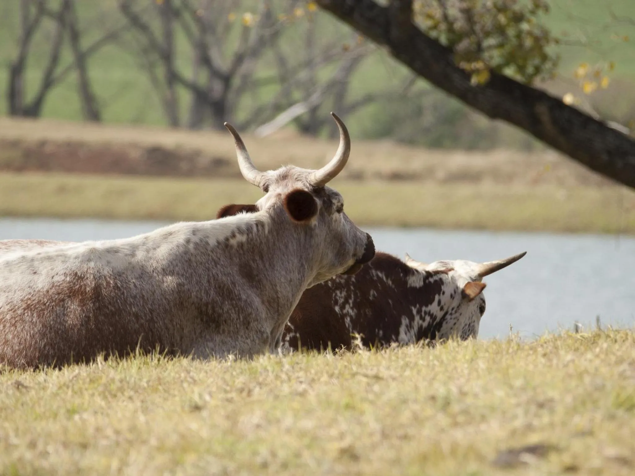 Animals in Whispering Waters