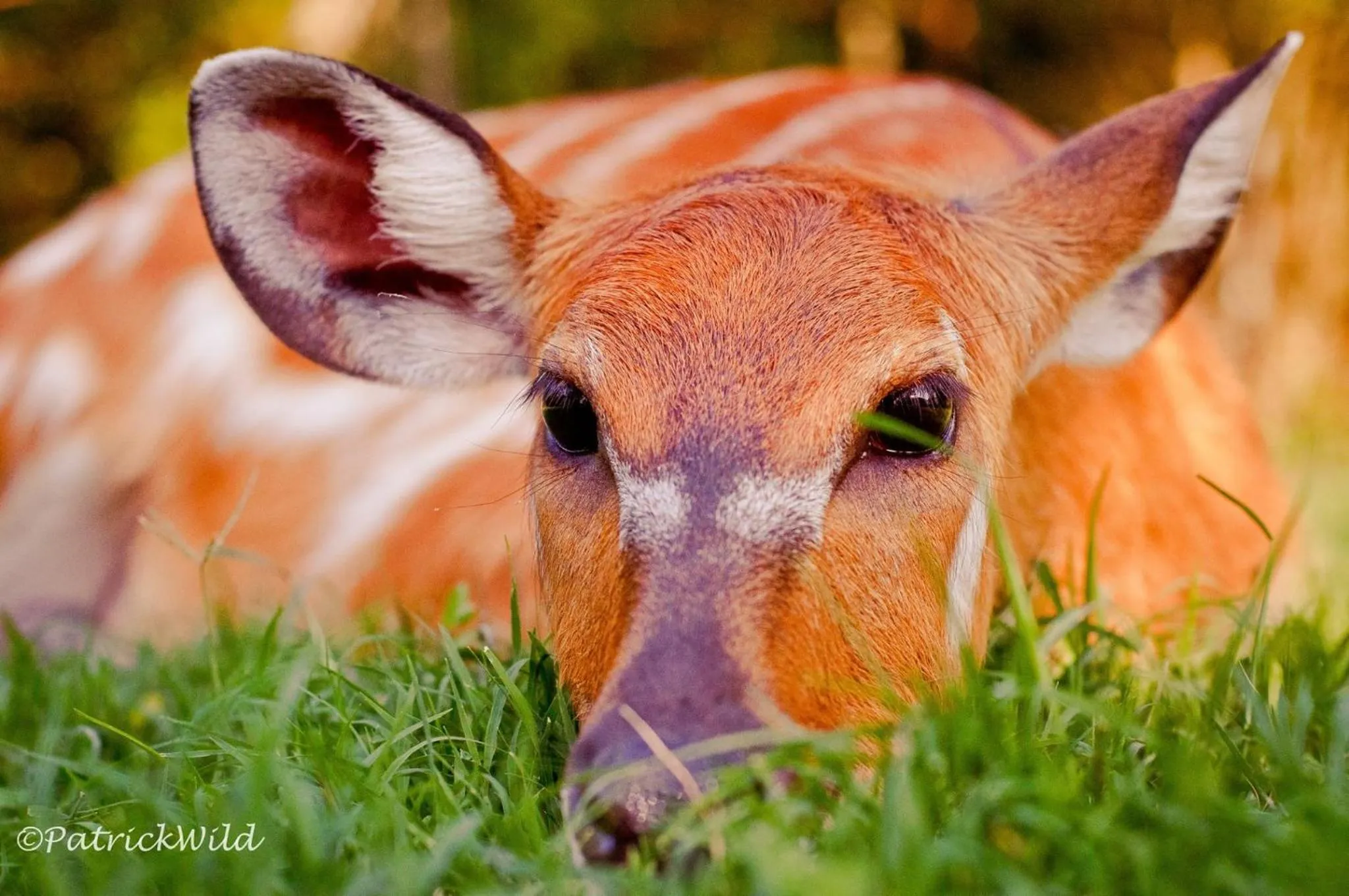 Animals in Ca'Bevilacqua Bed&Breakfast