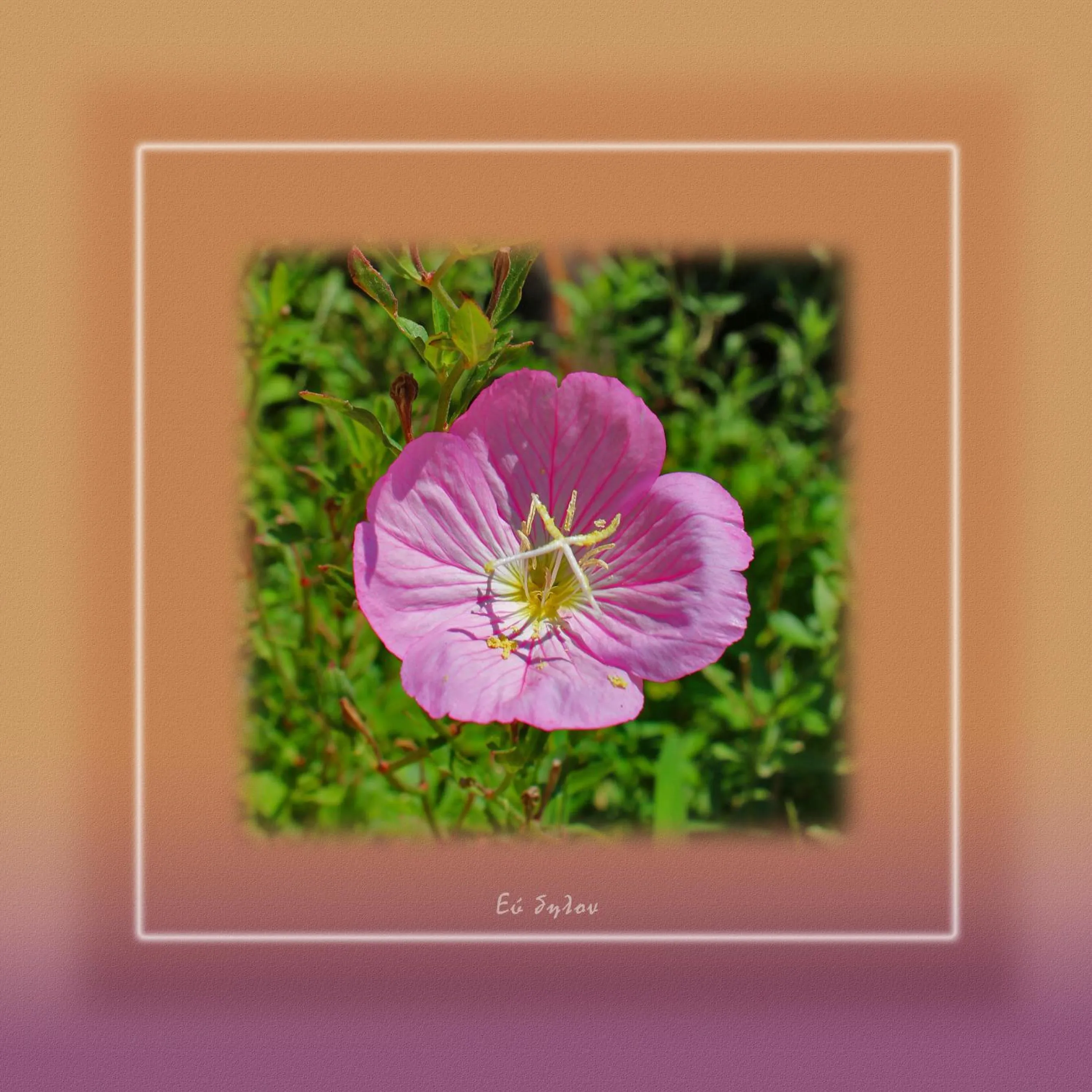 Ikaria Utopia - Cusco Studios