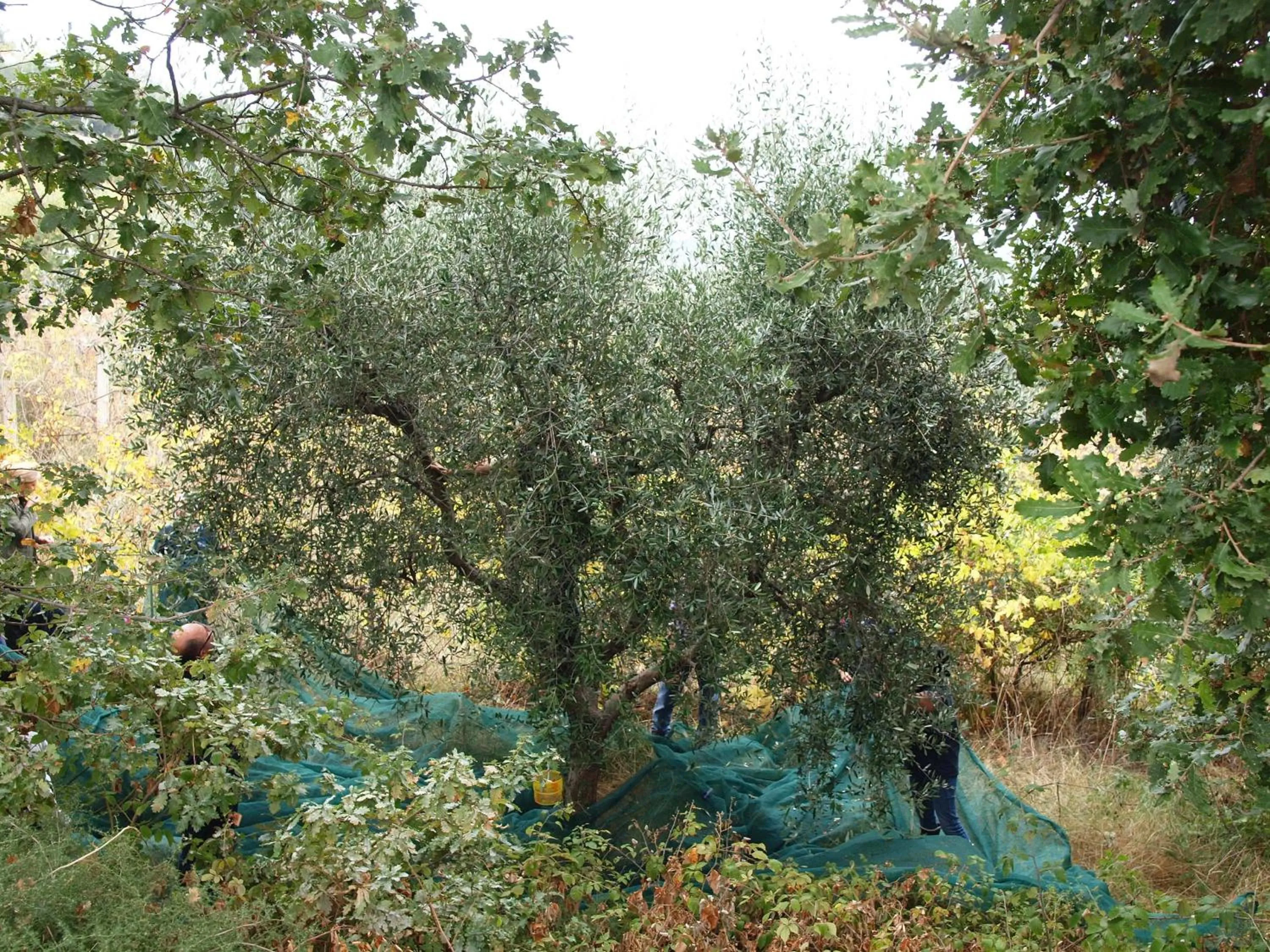 Natural landscape in Villa Manu