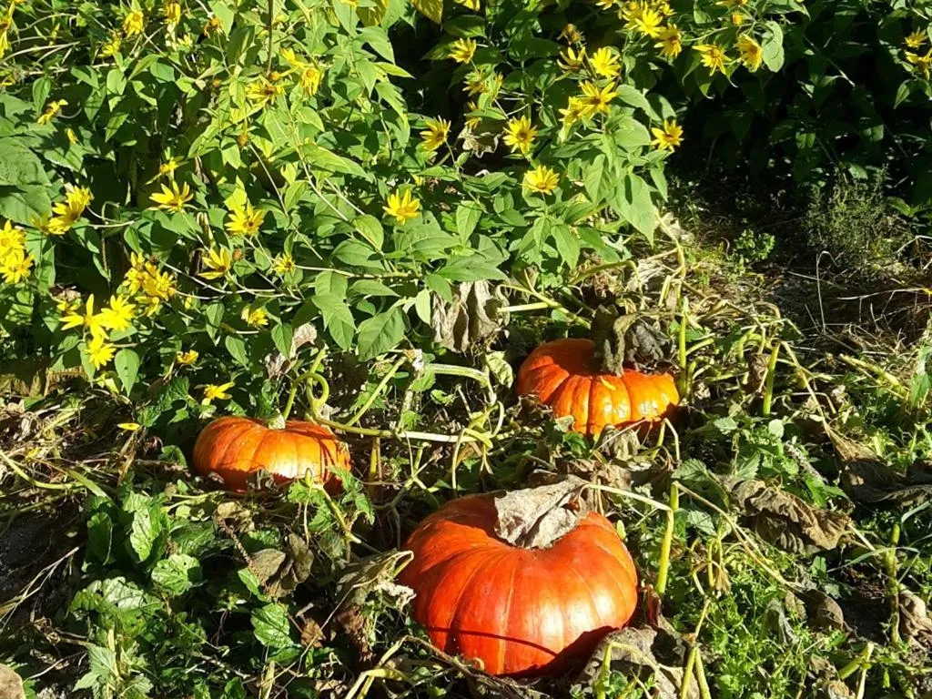 View (from property/room) in Au Pré du Moulin