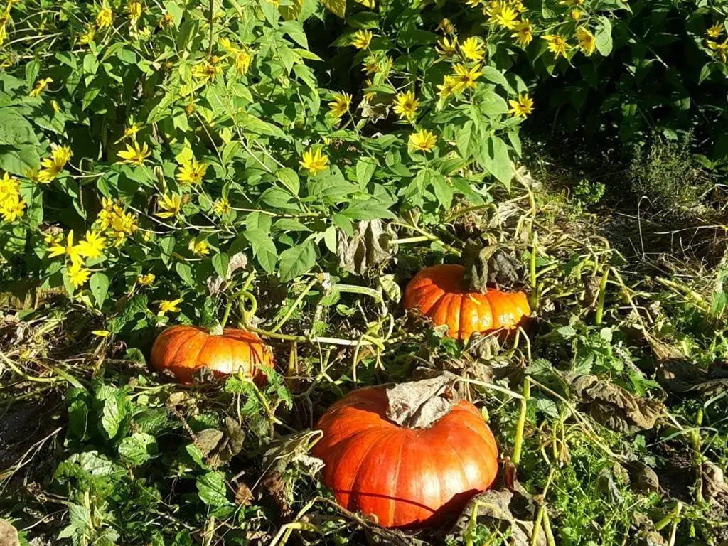 View (from property/room) in Au Pré du Moulin View (from property/room) in Au Pré du Moulin