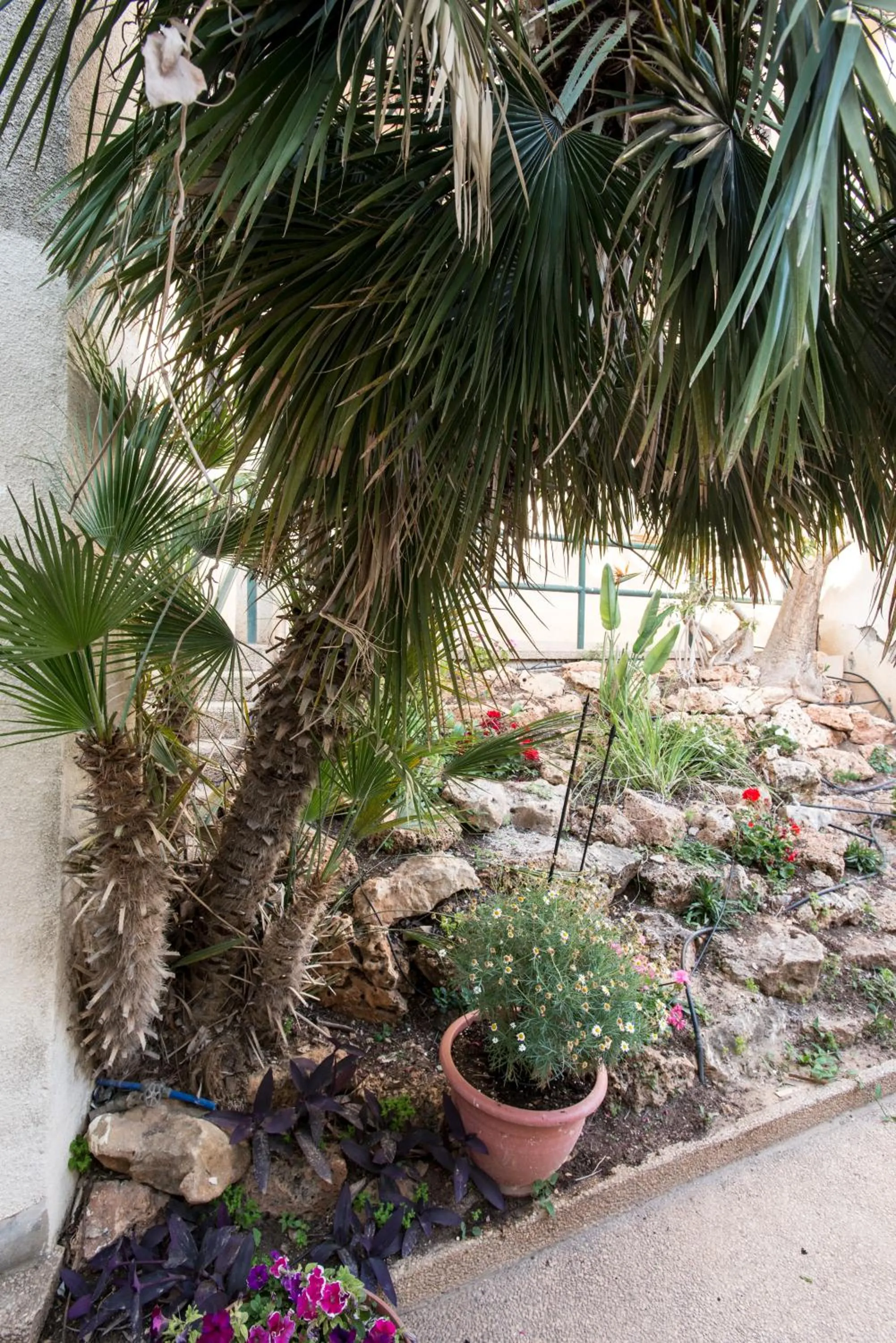 Garden in Eshkol Housing Haifa - Luxury Villa Panoramic Sea View חיפה כרמל