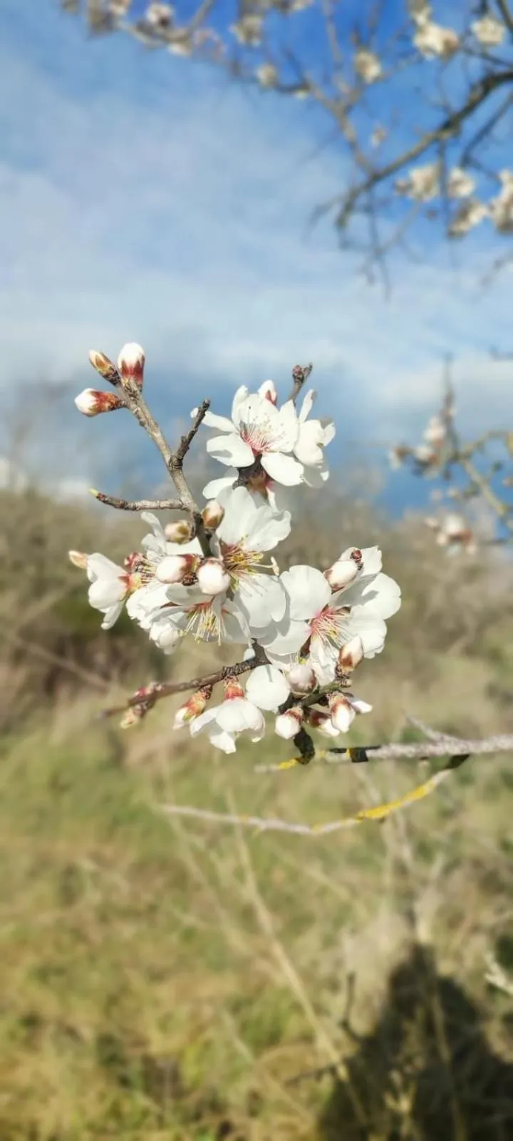 Albergo Diffuso Il Mandorlo