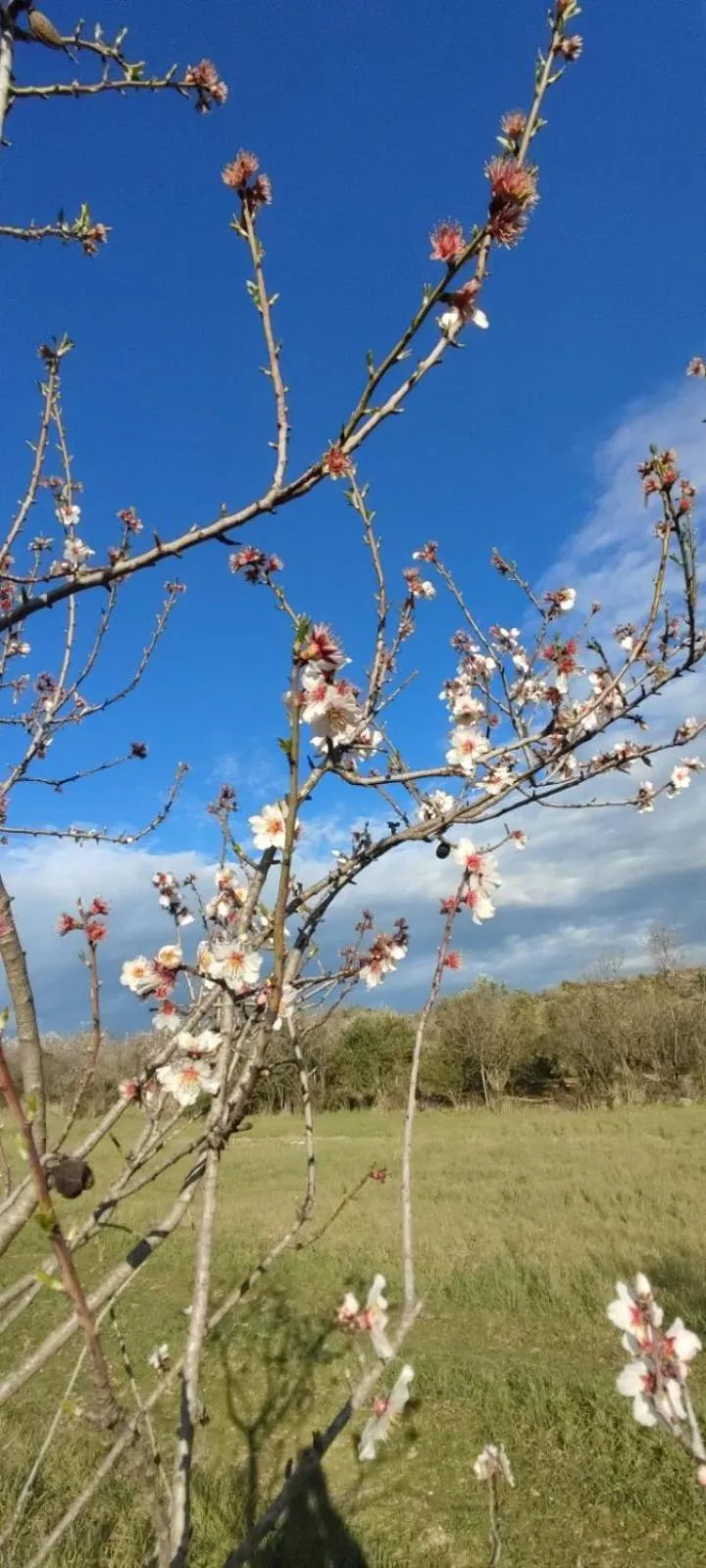 Albergo Diffuso Il Mandorlo