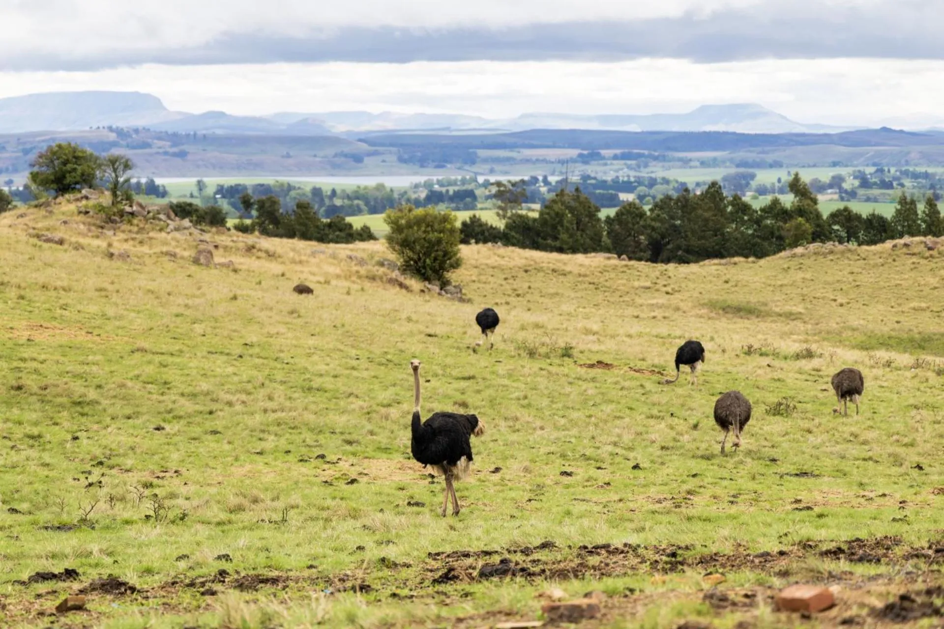 Day in First Group Midlands Saddle and Trout